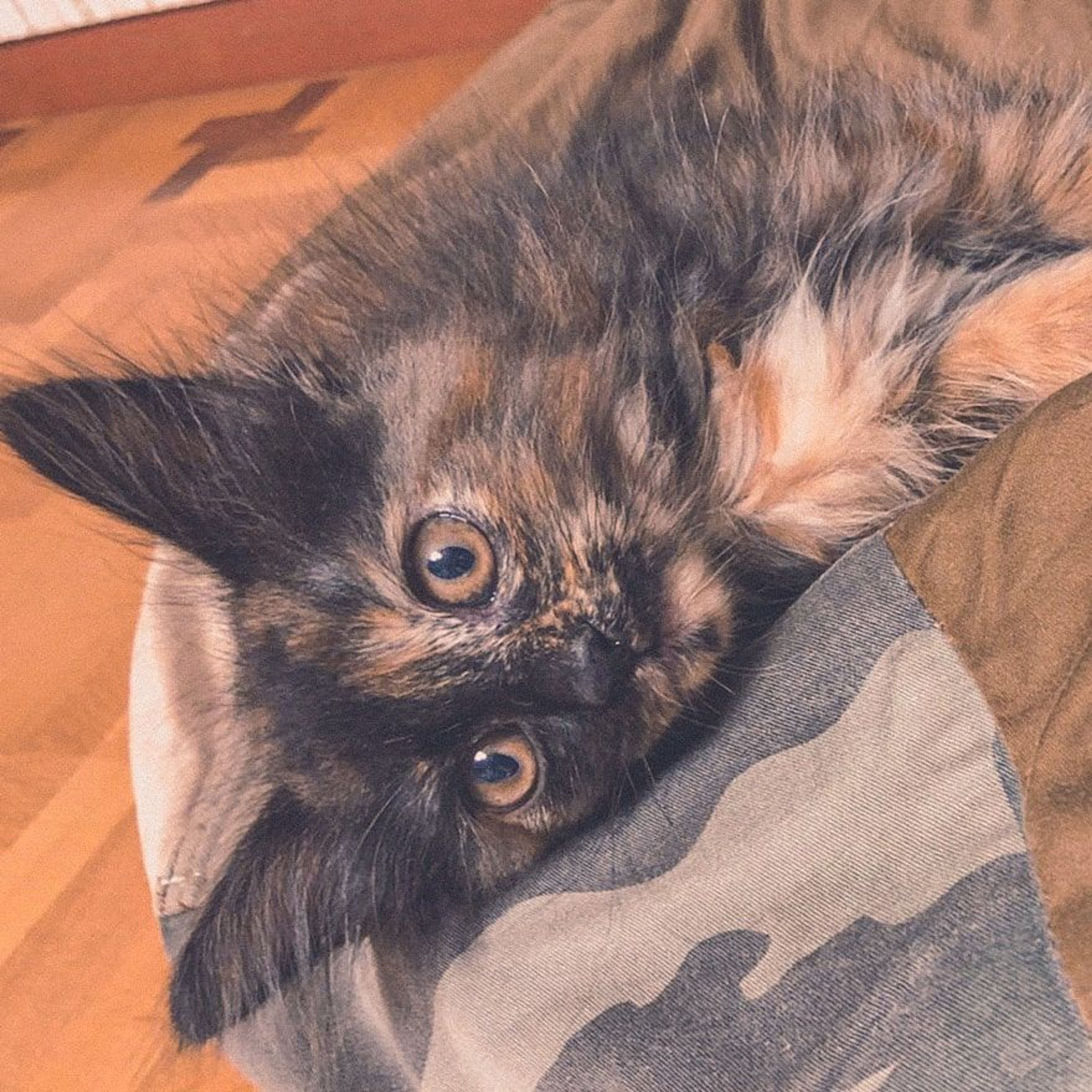 pet-image-2