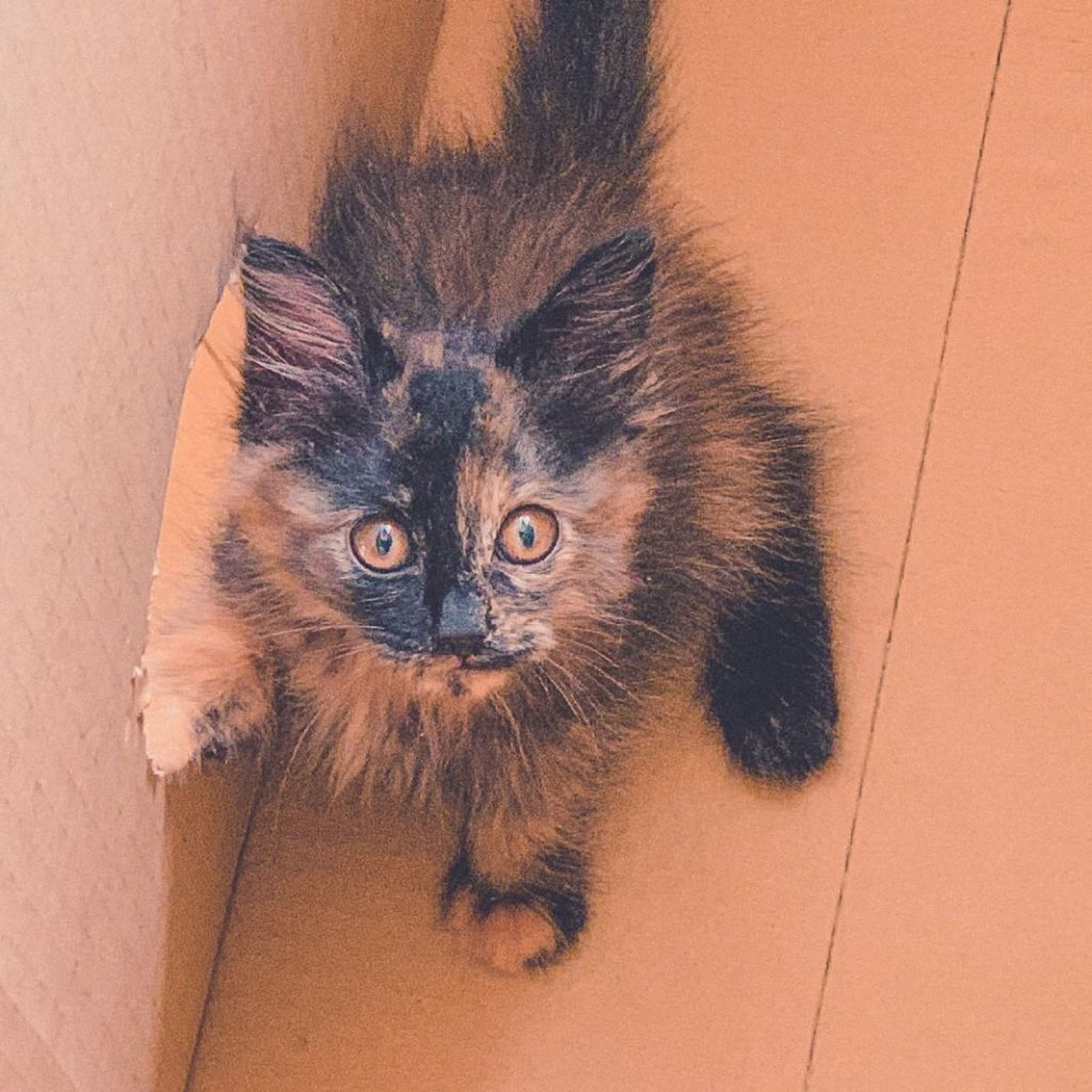 pet-image-3