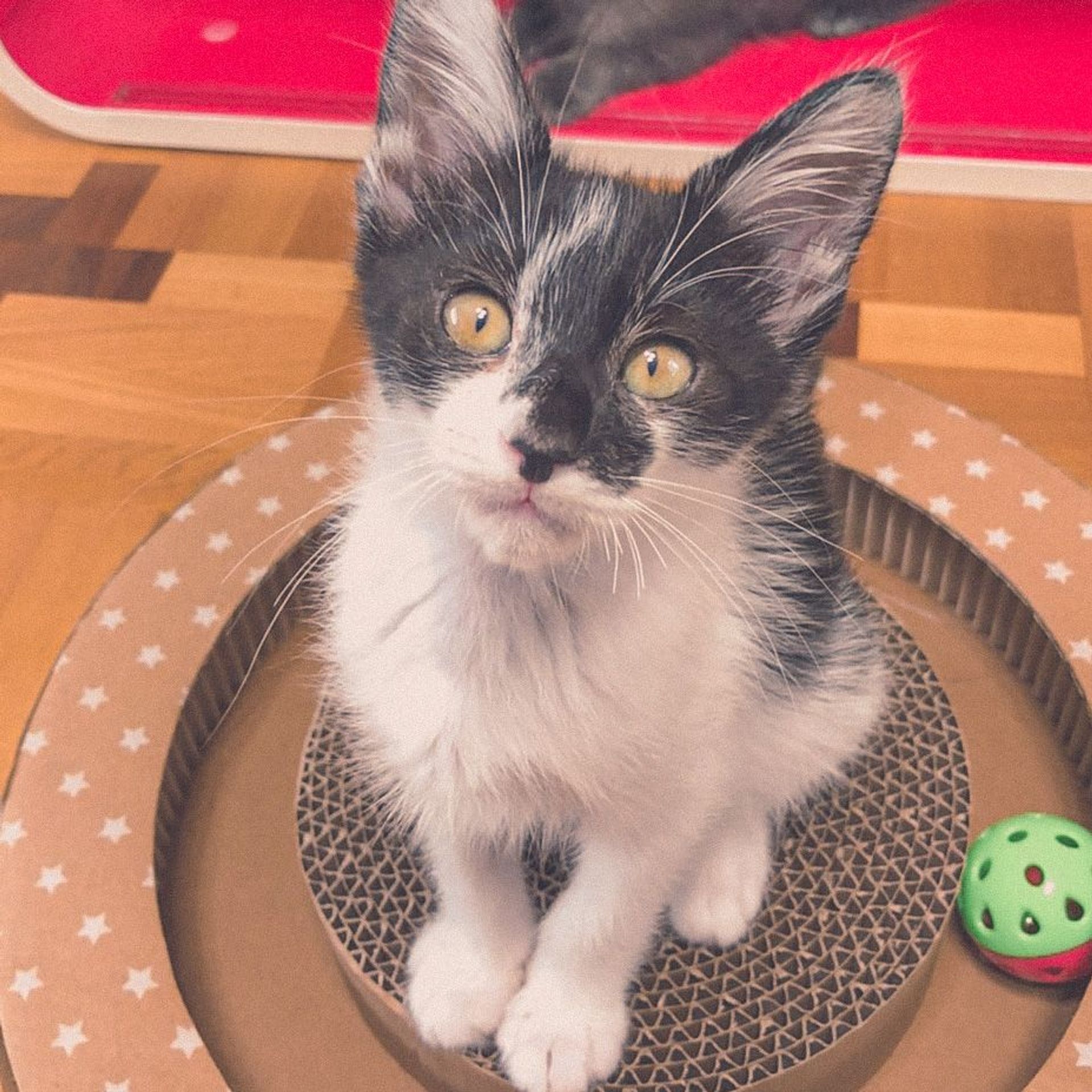 雑種（ミックス猫）・メスの里親募集の写真
