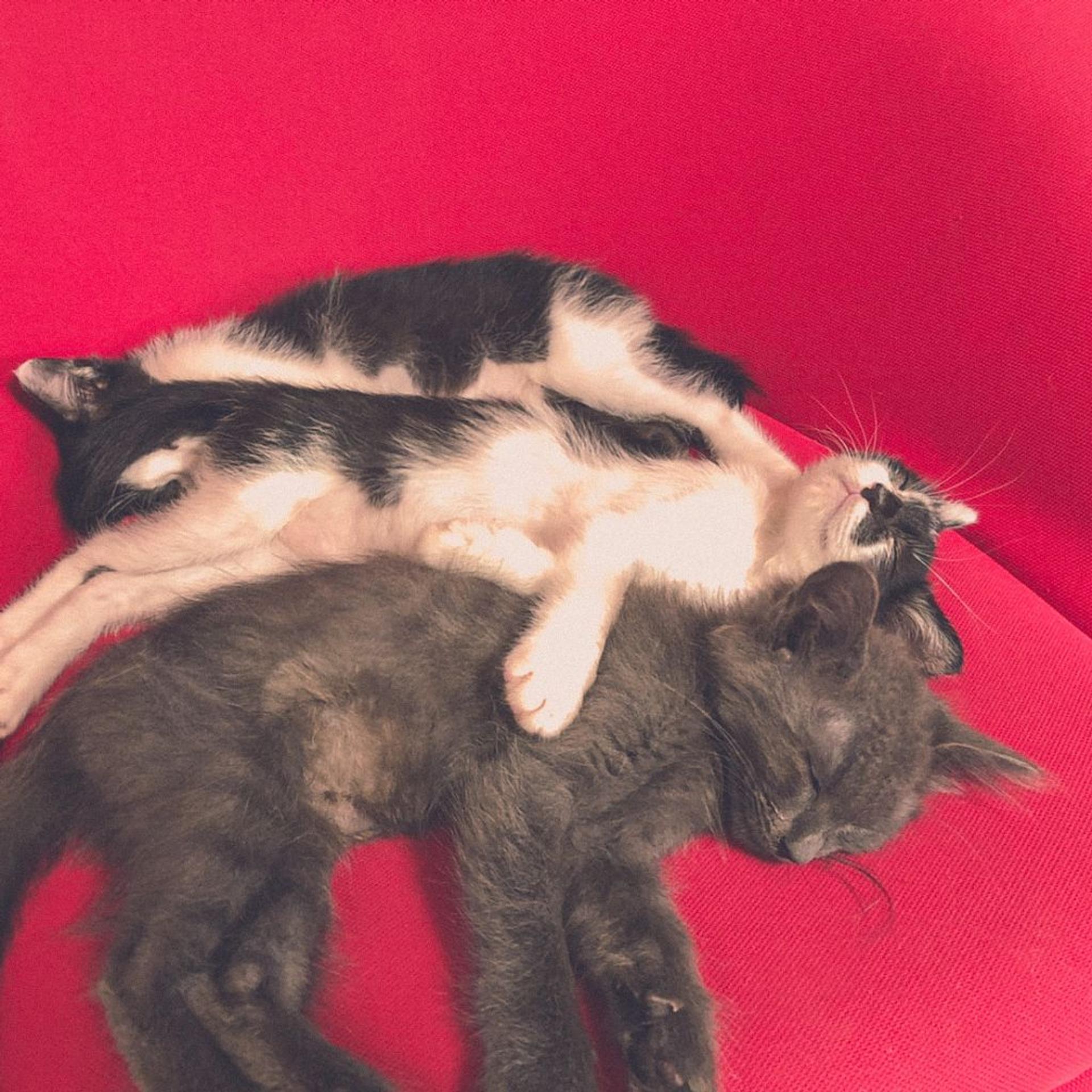 pet-image-5