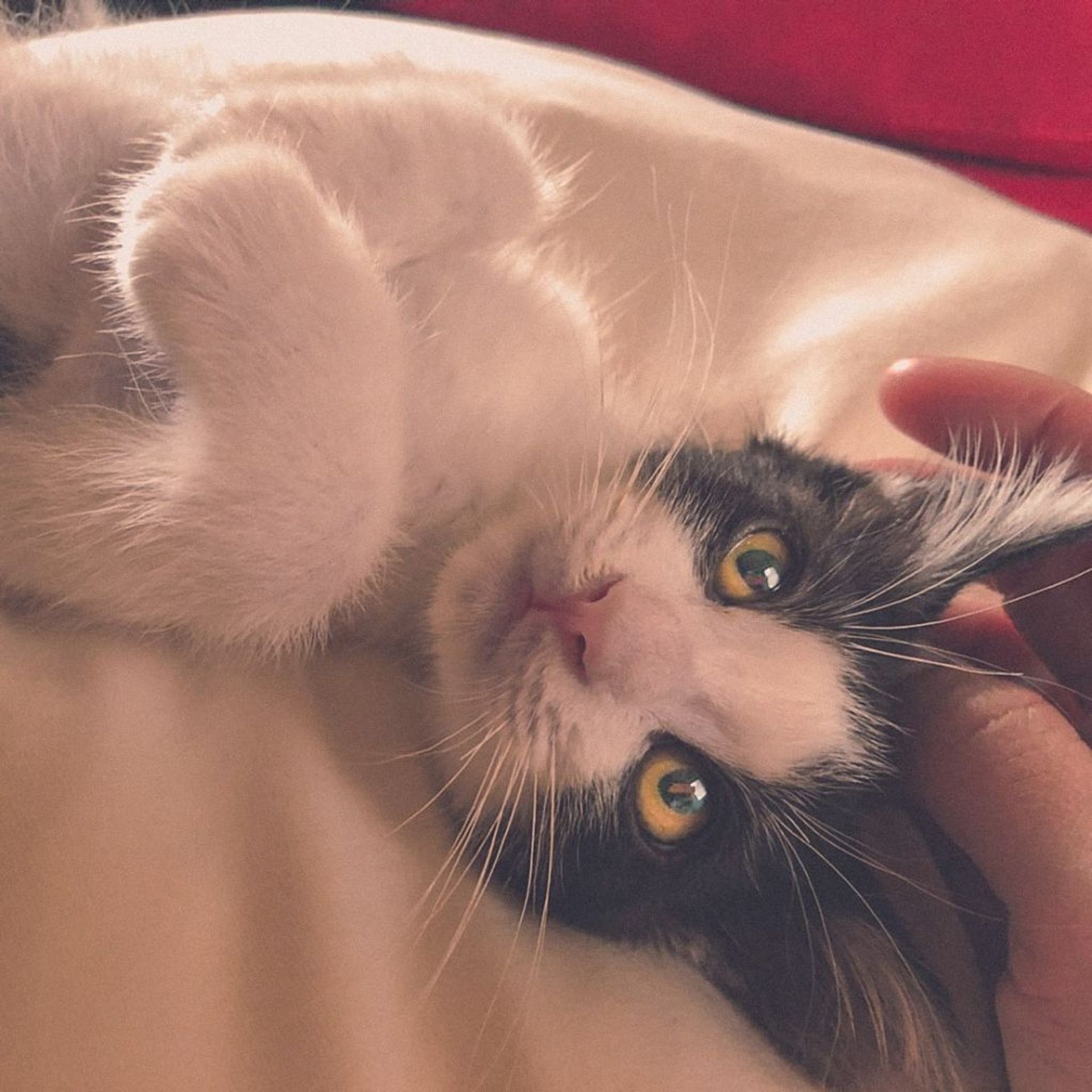 雑種（ミックス猫）・メスの里親募集の写真