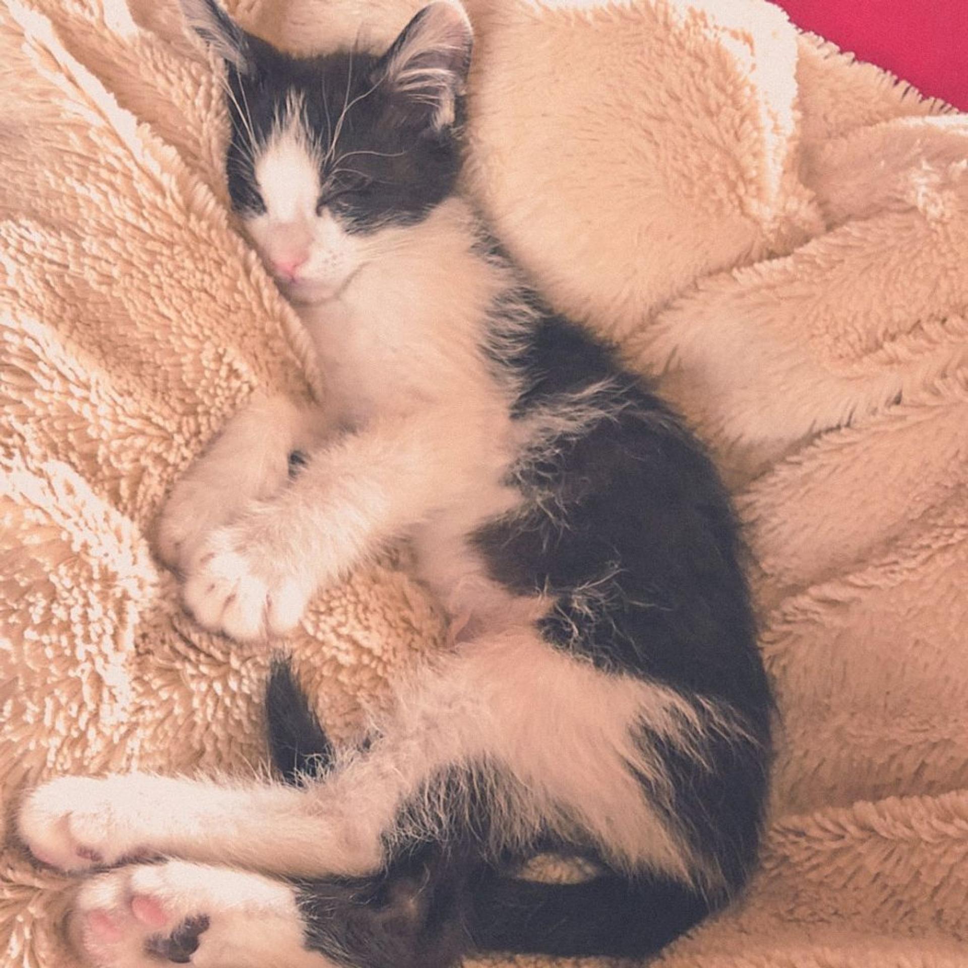 pet-image-3