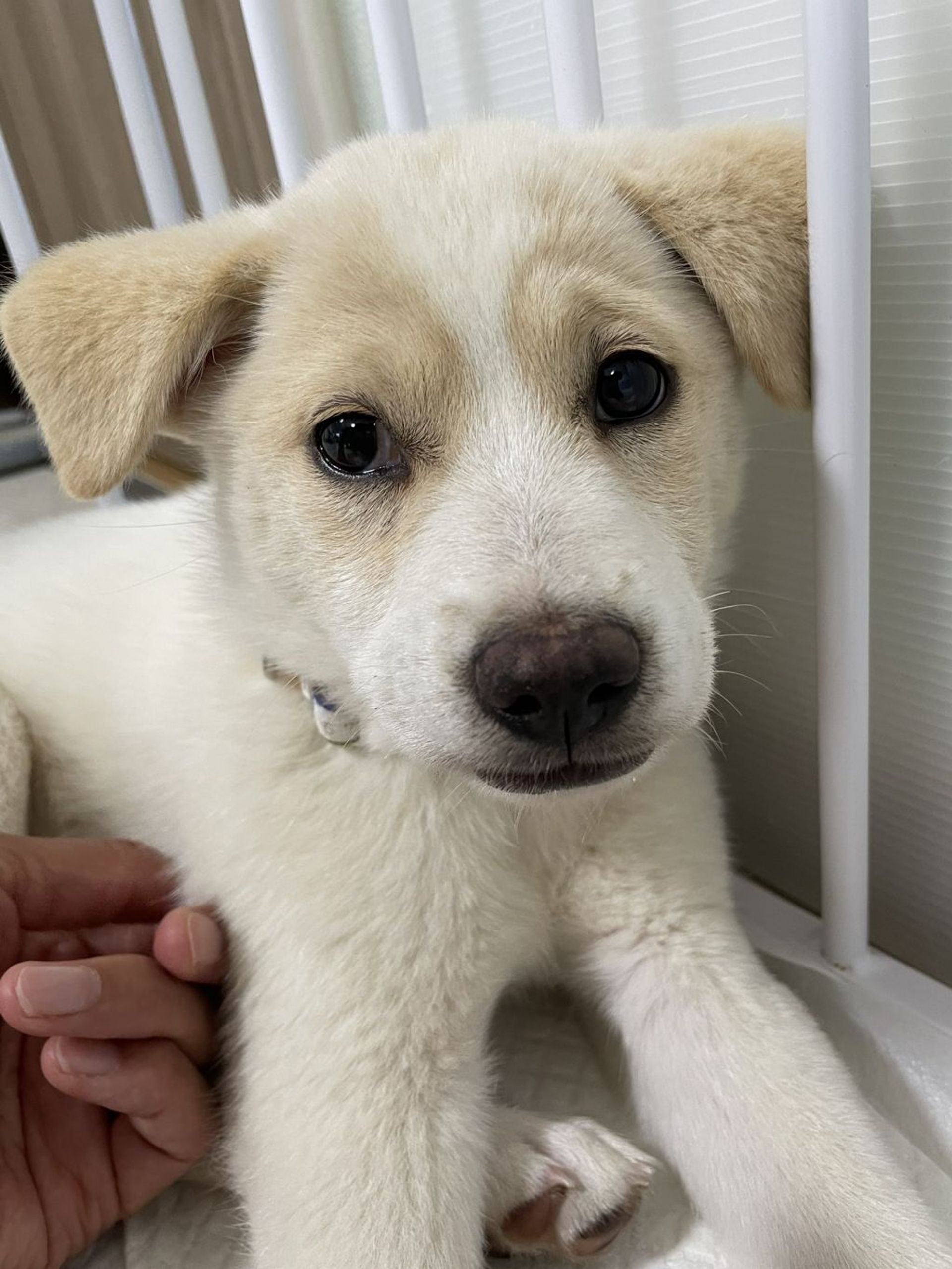雑種（ミックス犬）・メスの里親募集の写真