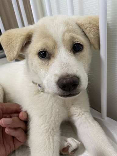 ミックス子犬の女の子ルッコラちゃん