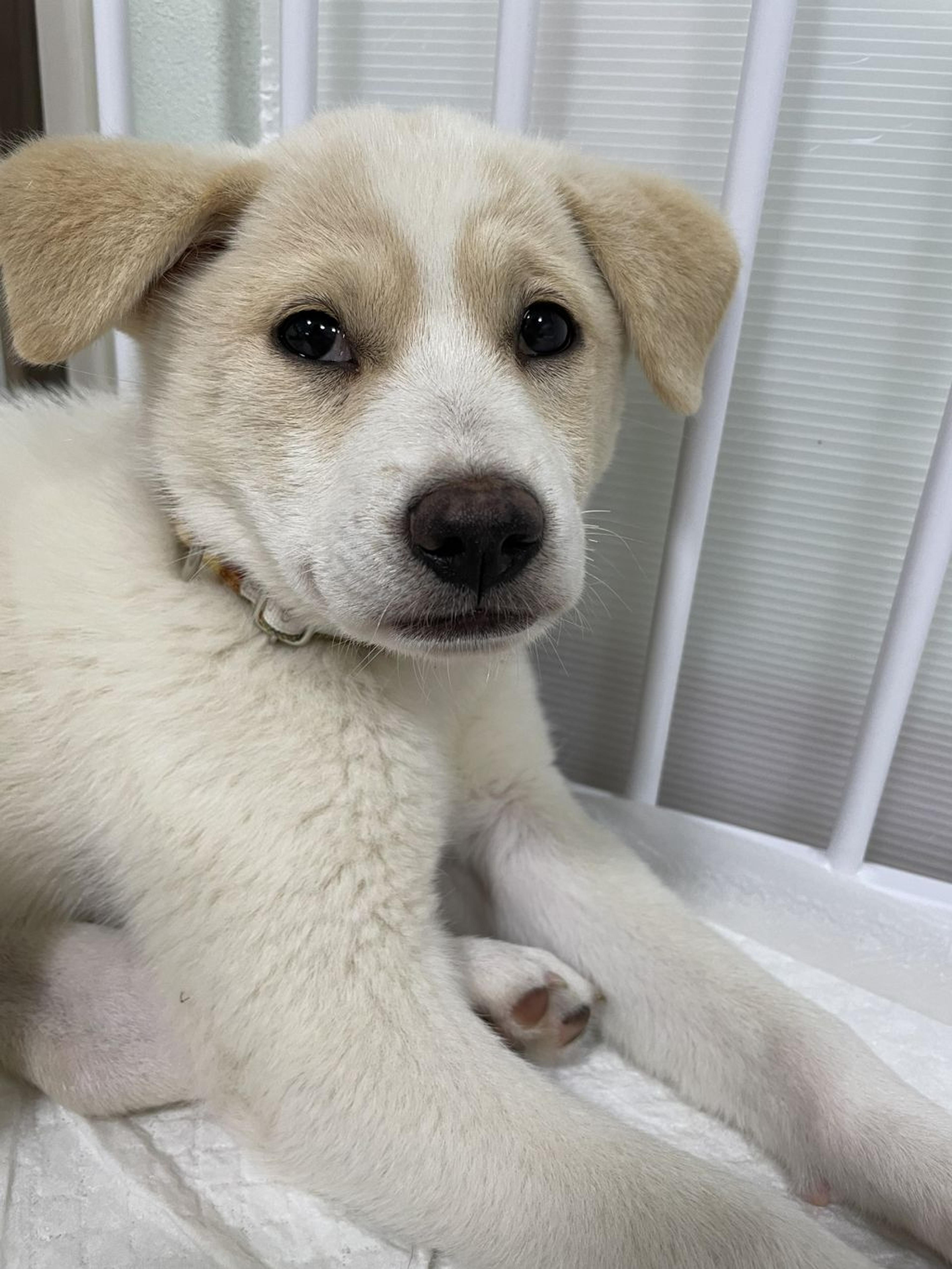 pet-image-2