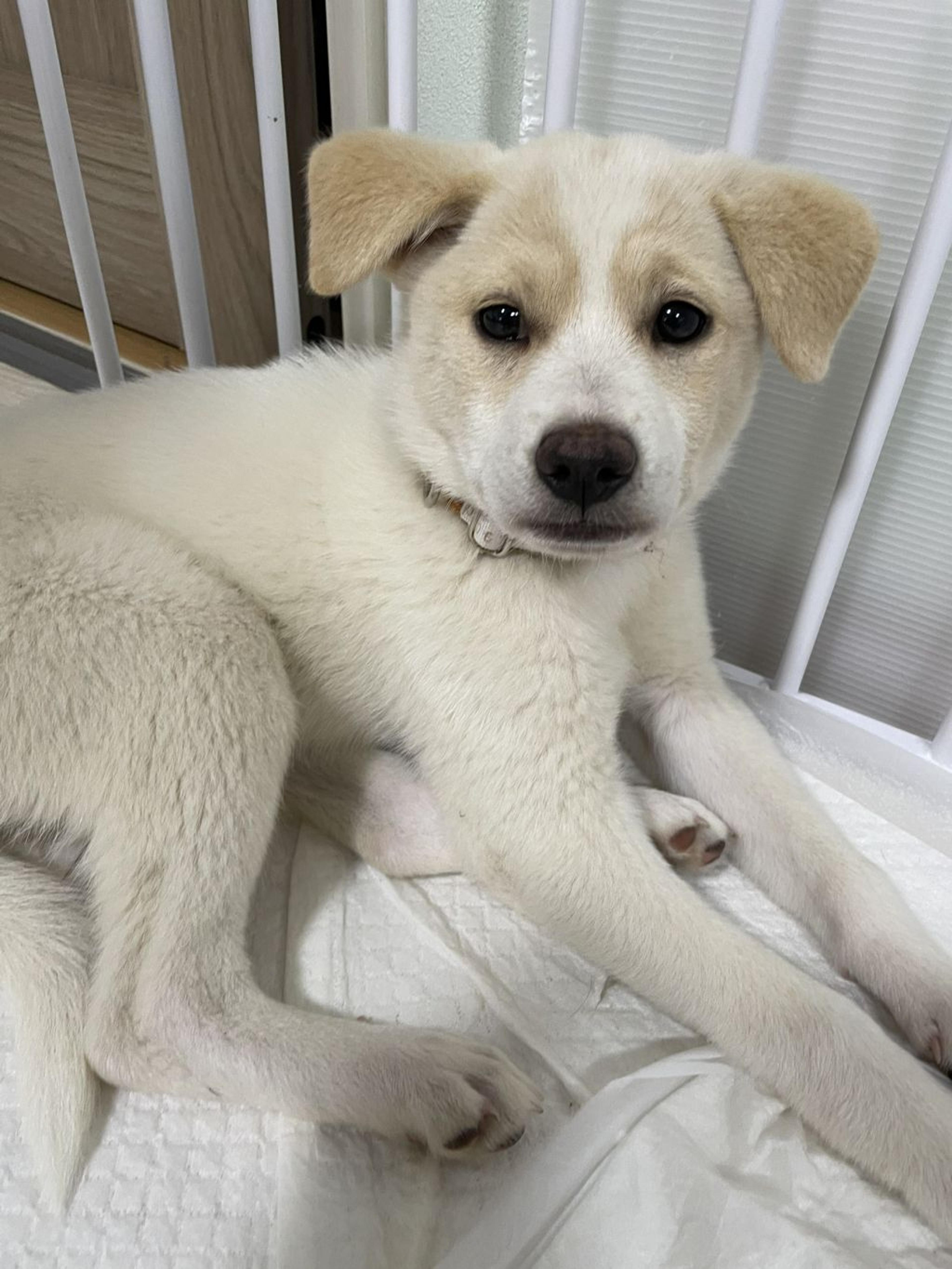 pet-image-3