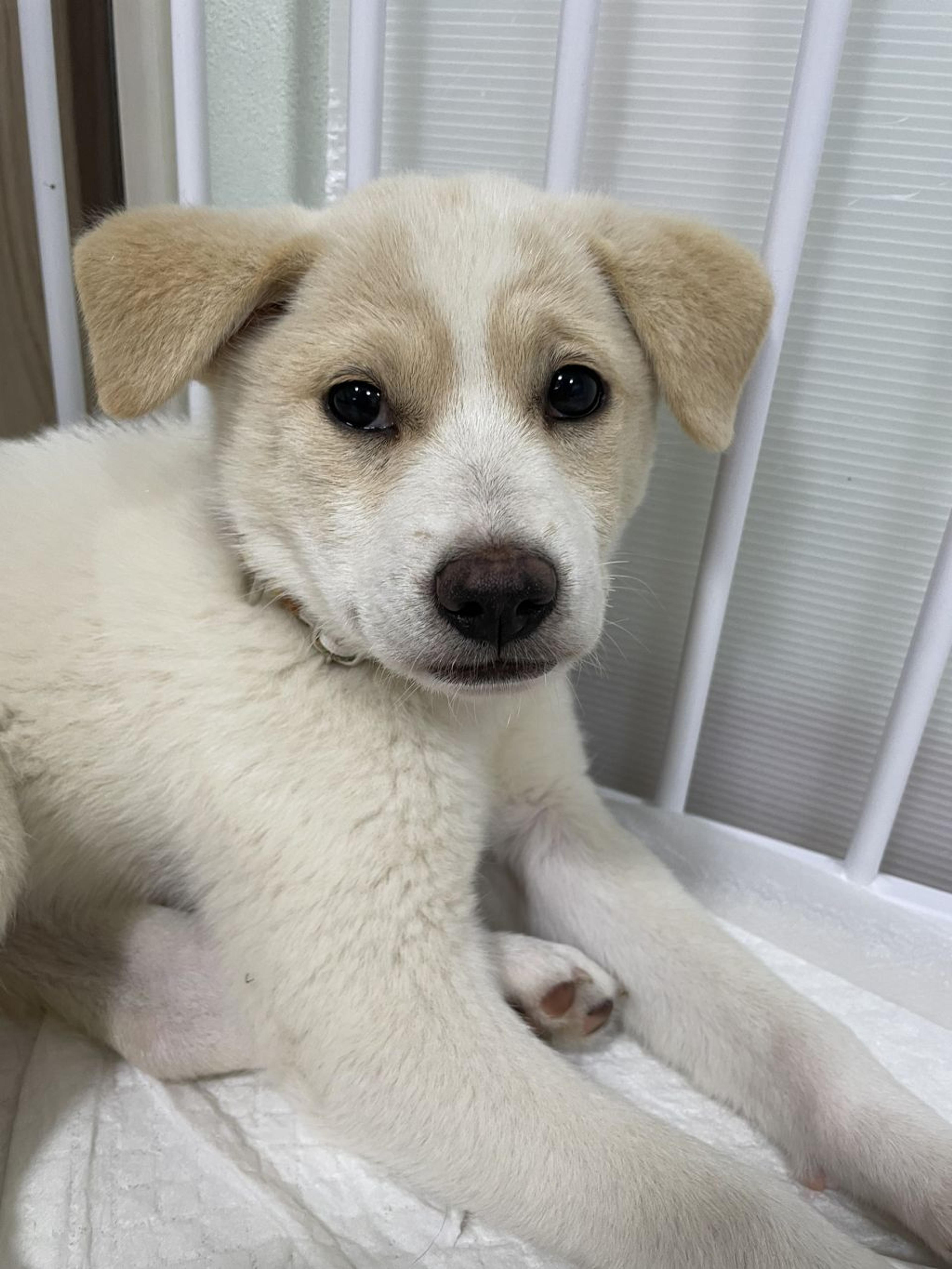 pet-image-4