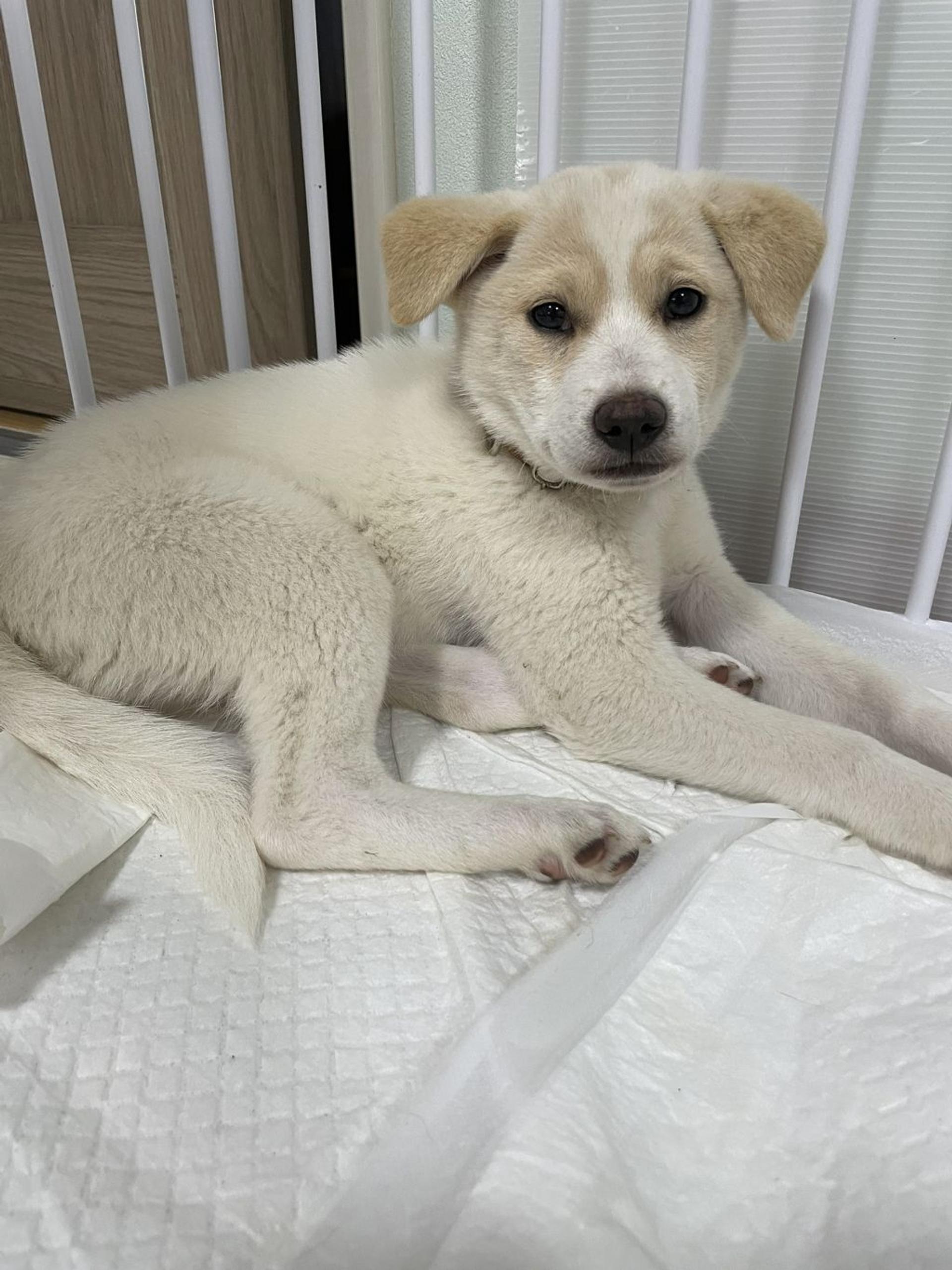 pet-image-5