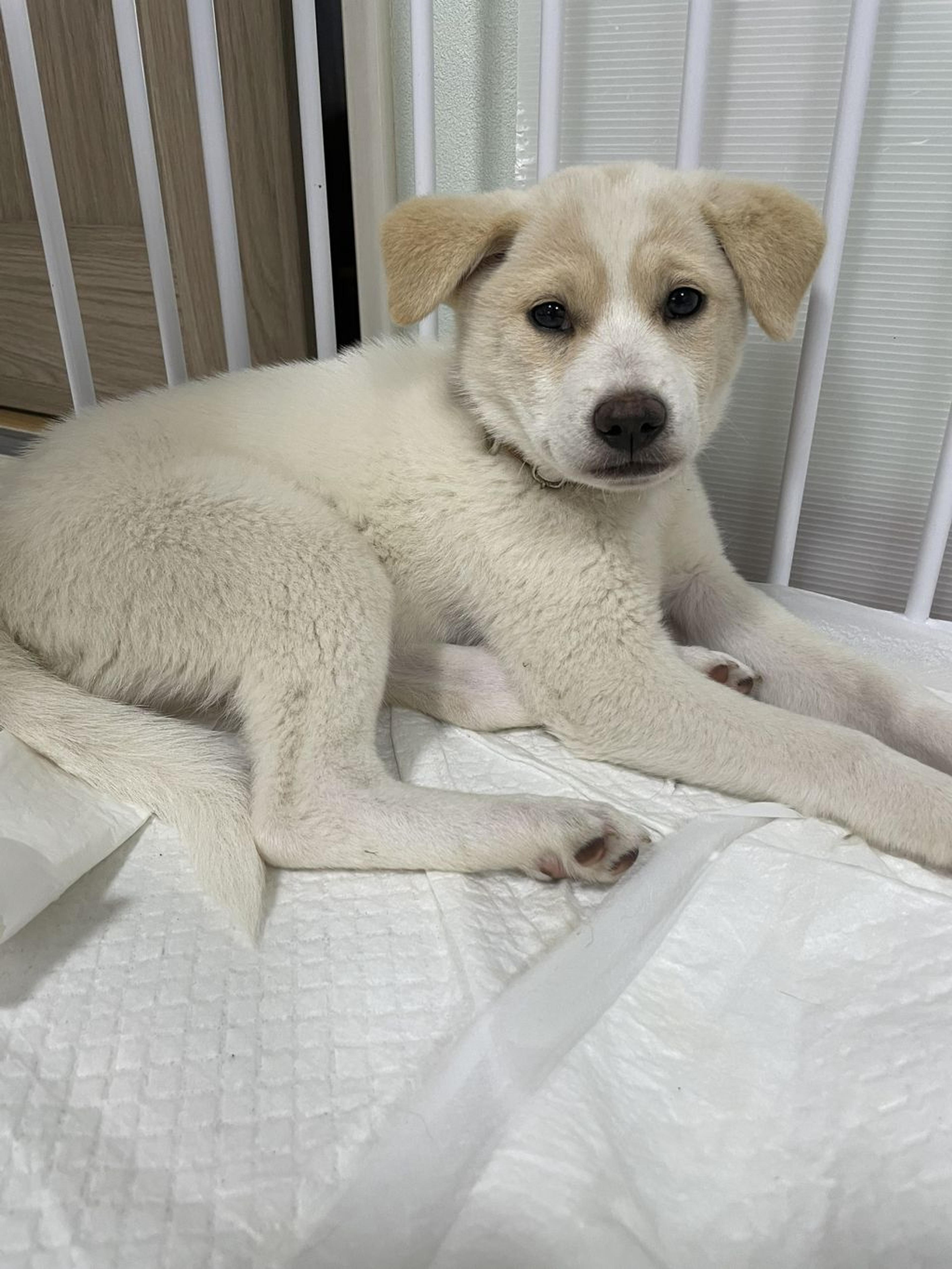 pet-image-5