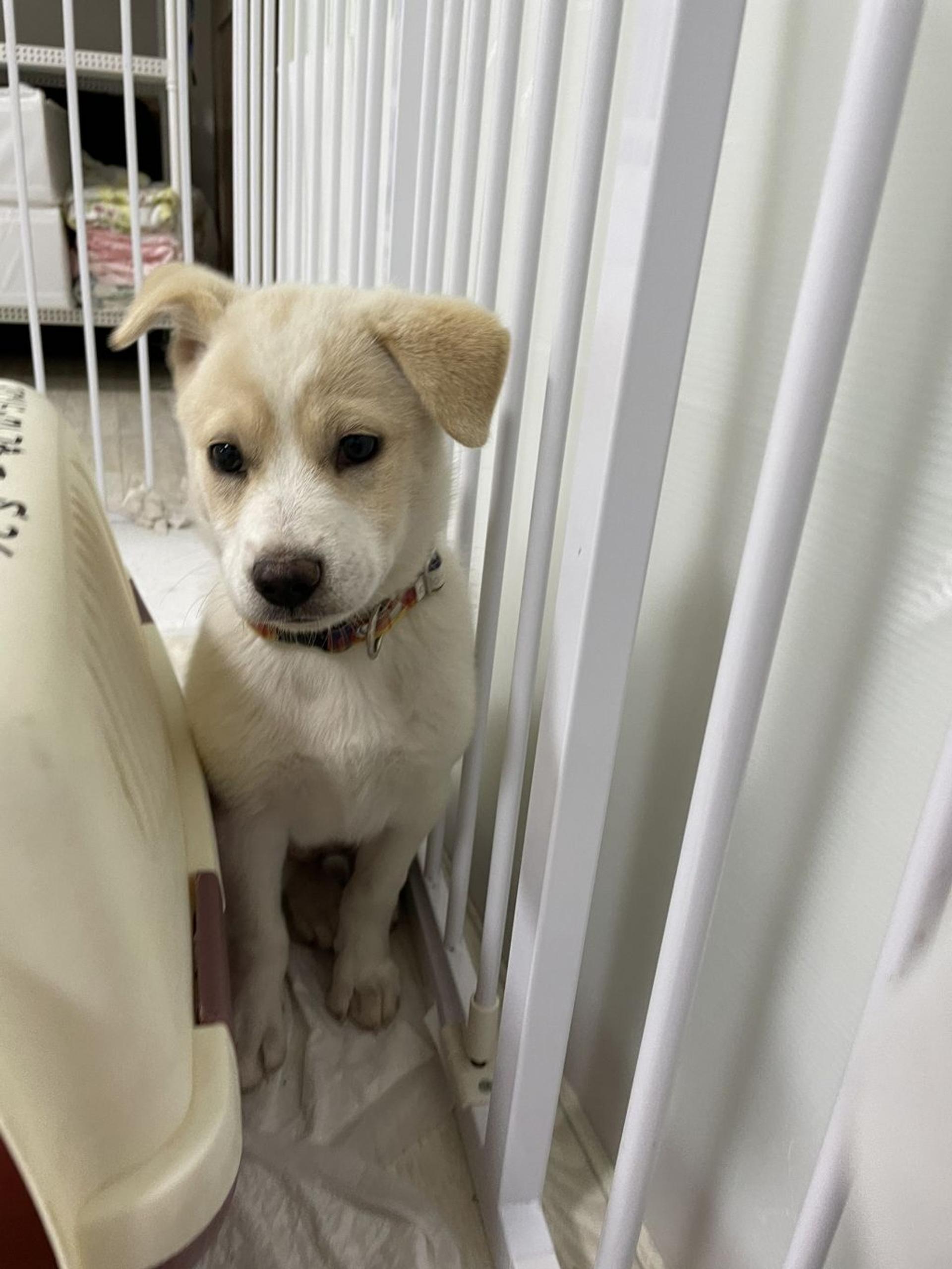 pet-image-6