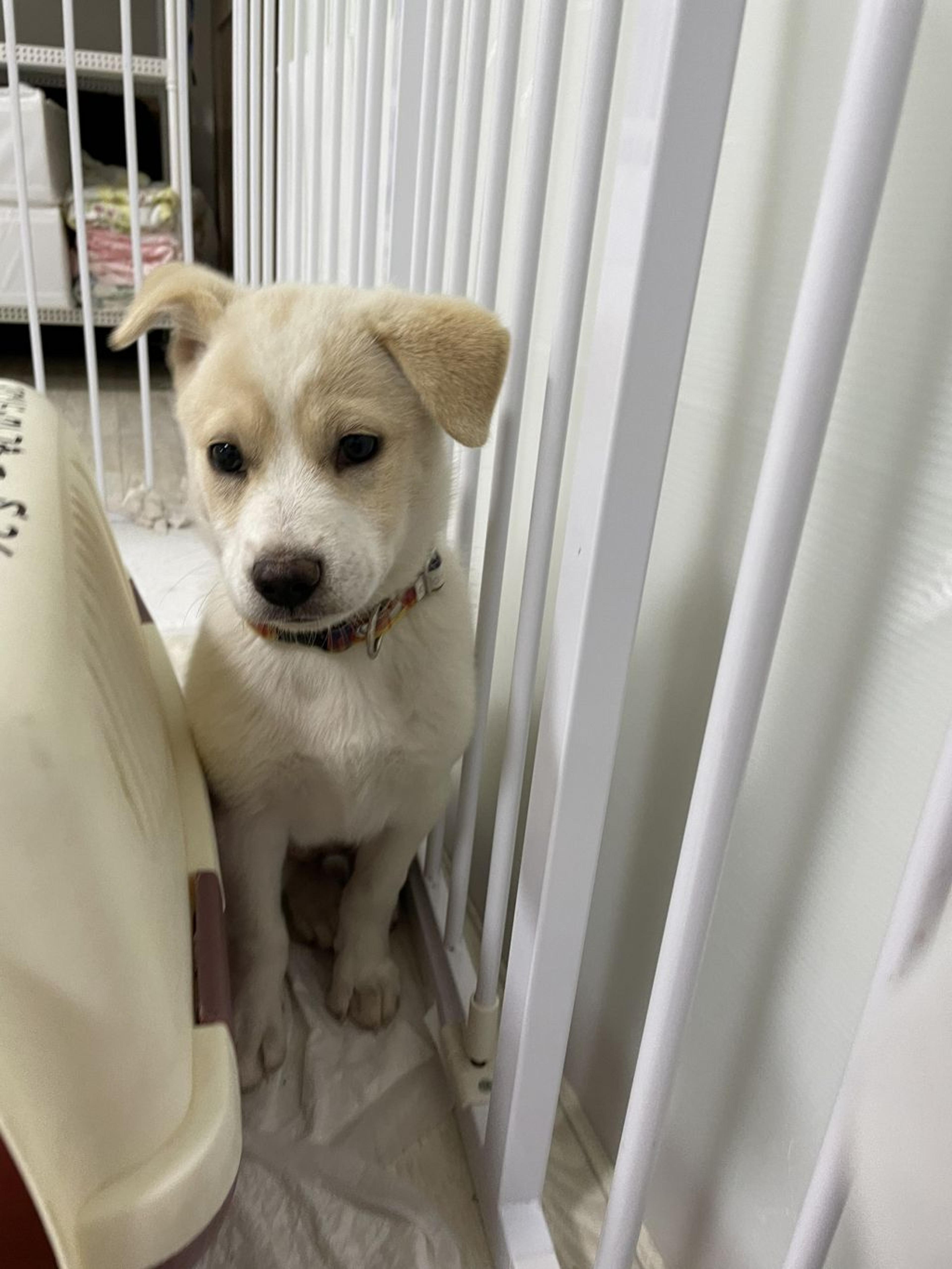 pet-image-6