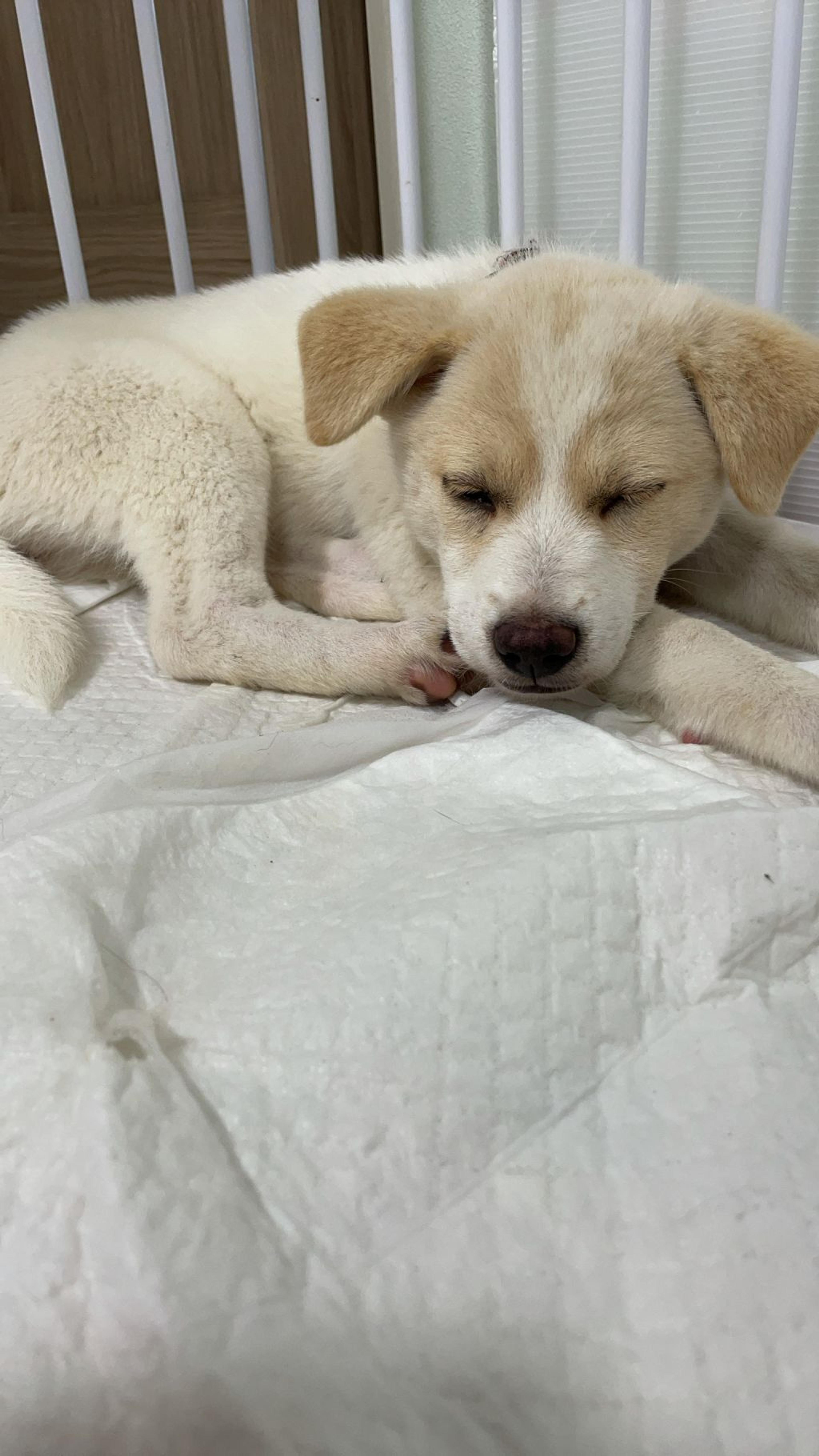 pet-image-7