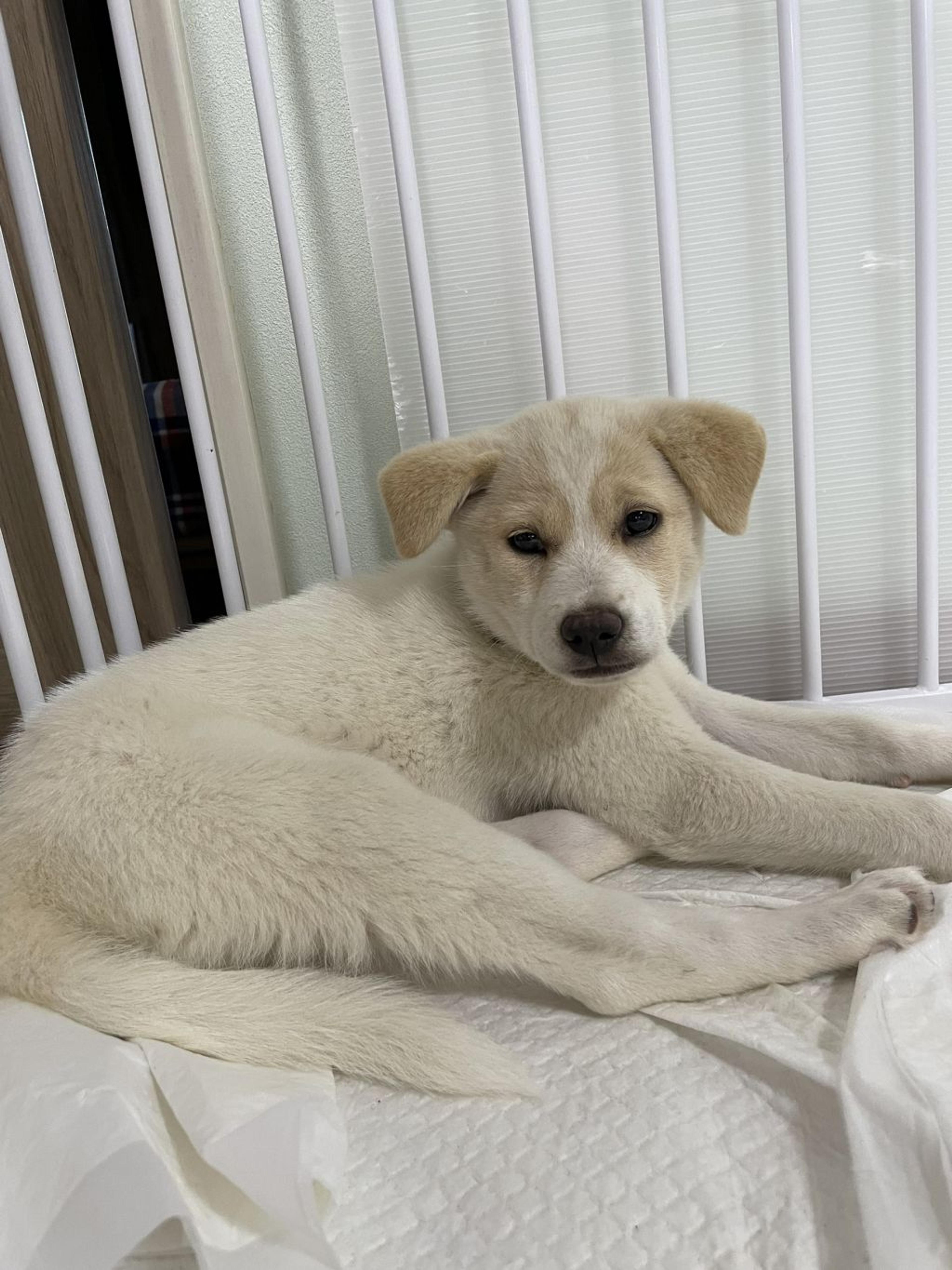 pet-image-8