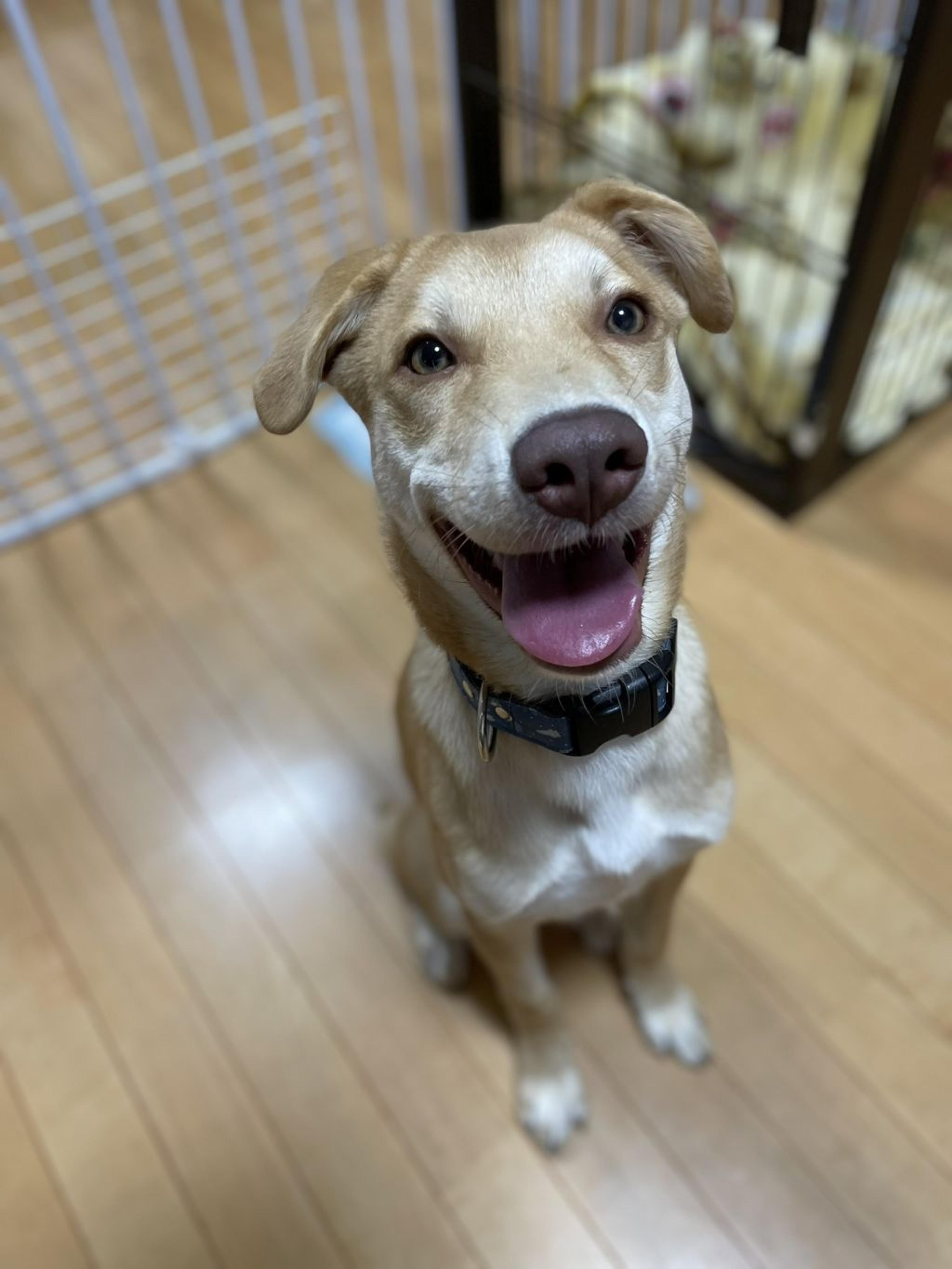 pet-image-3