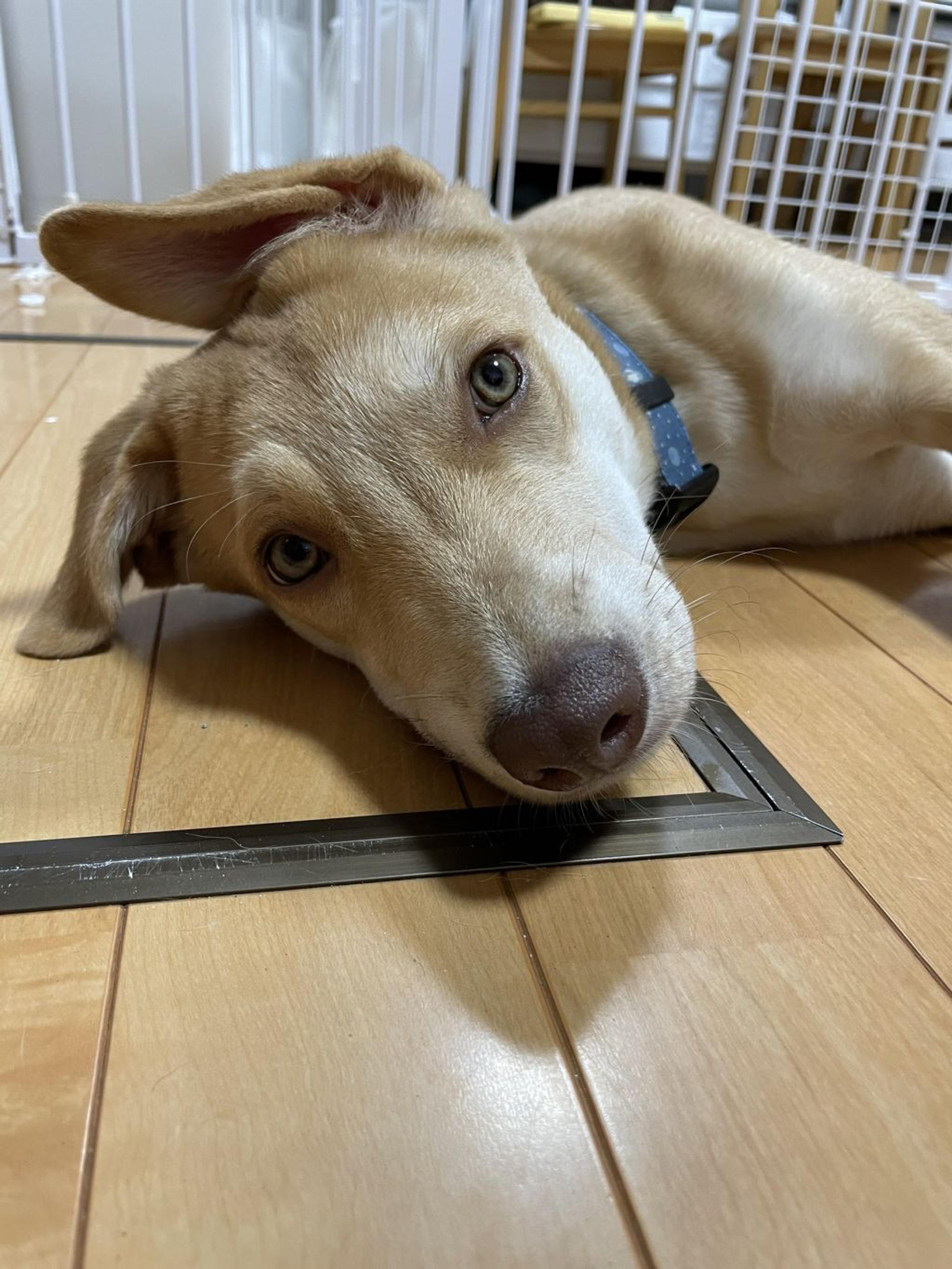pet-image-4