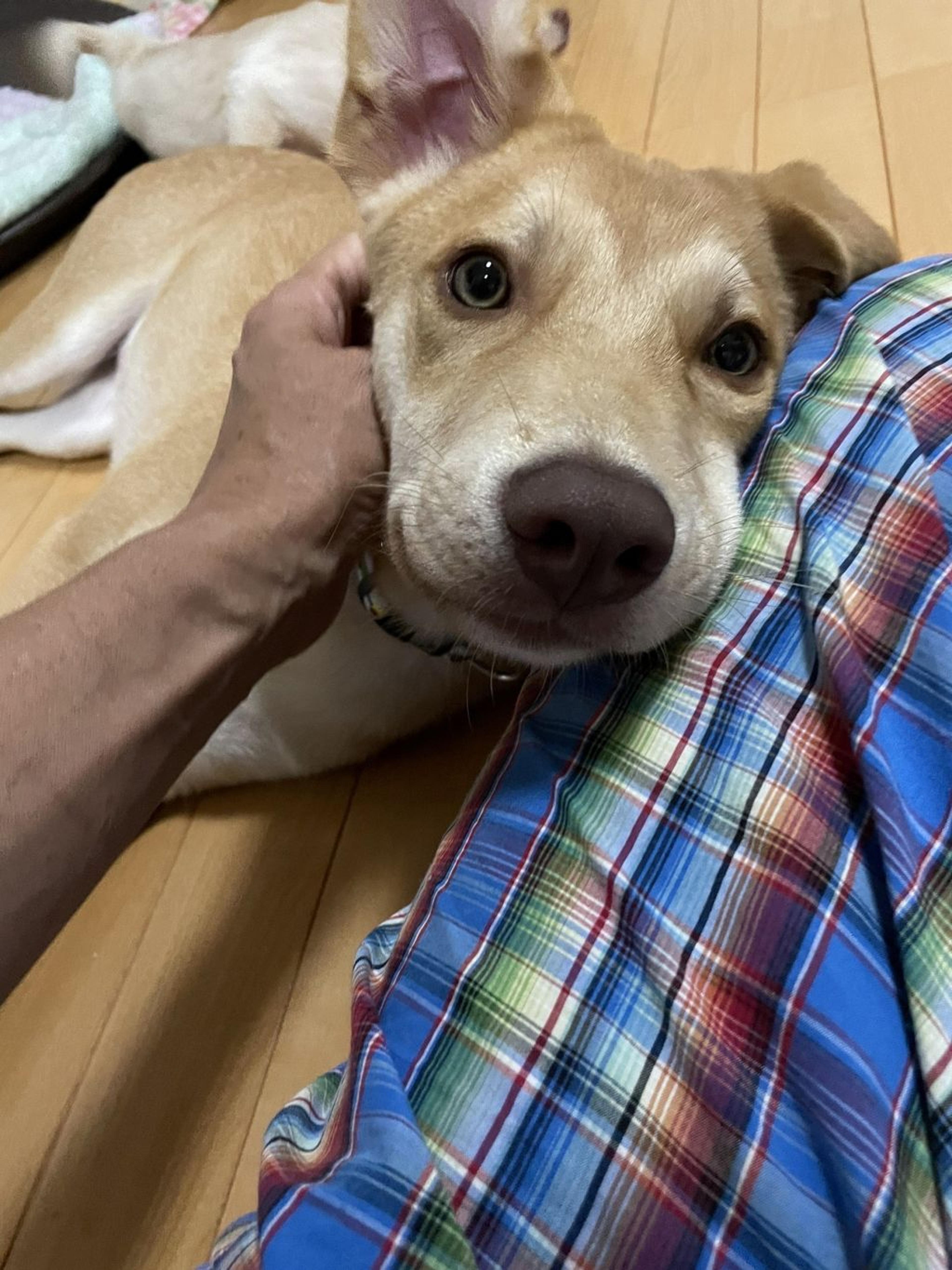 pet-image-5
