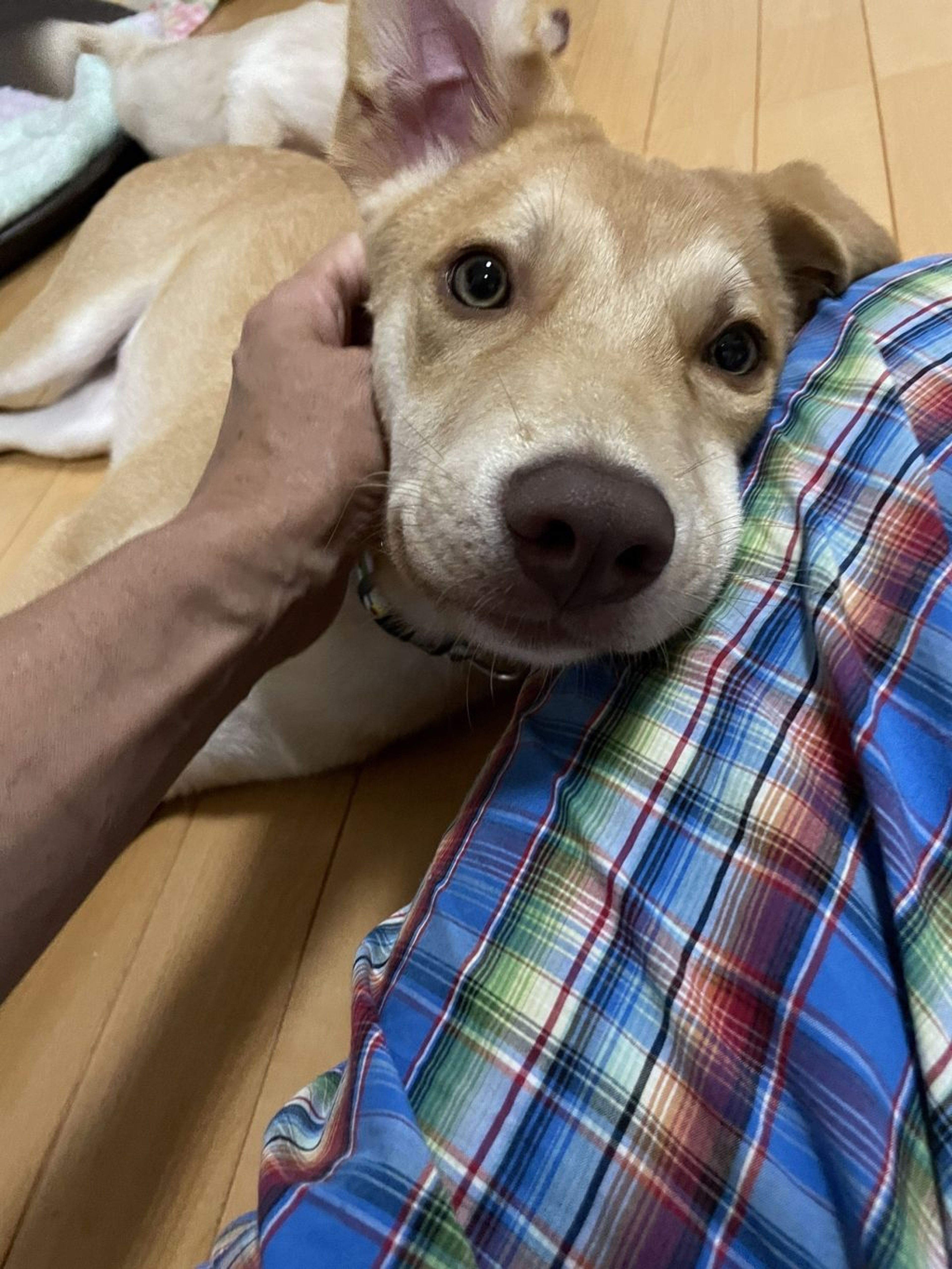 pet-image-5