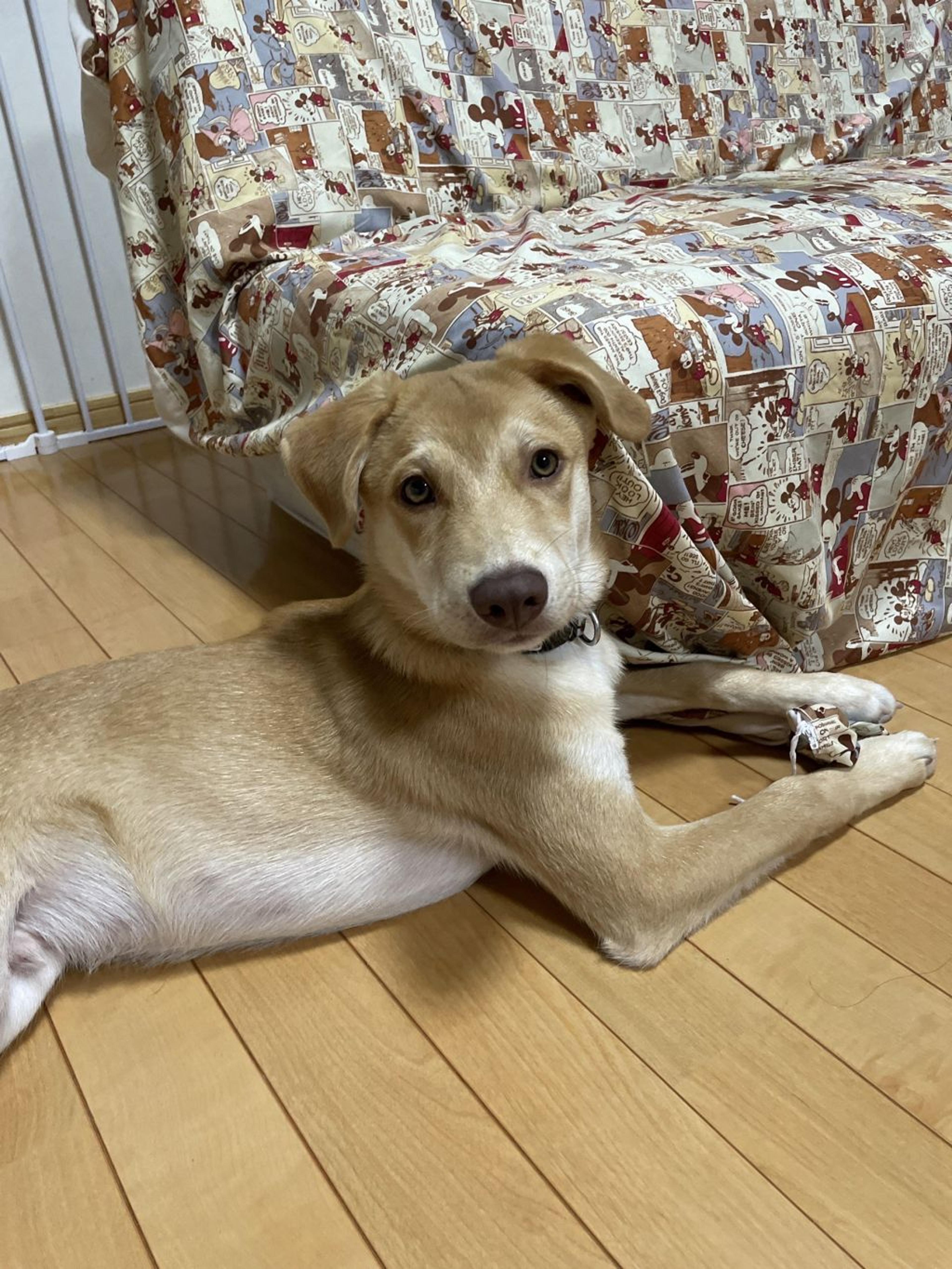 pet-image-6