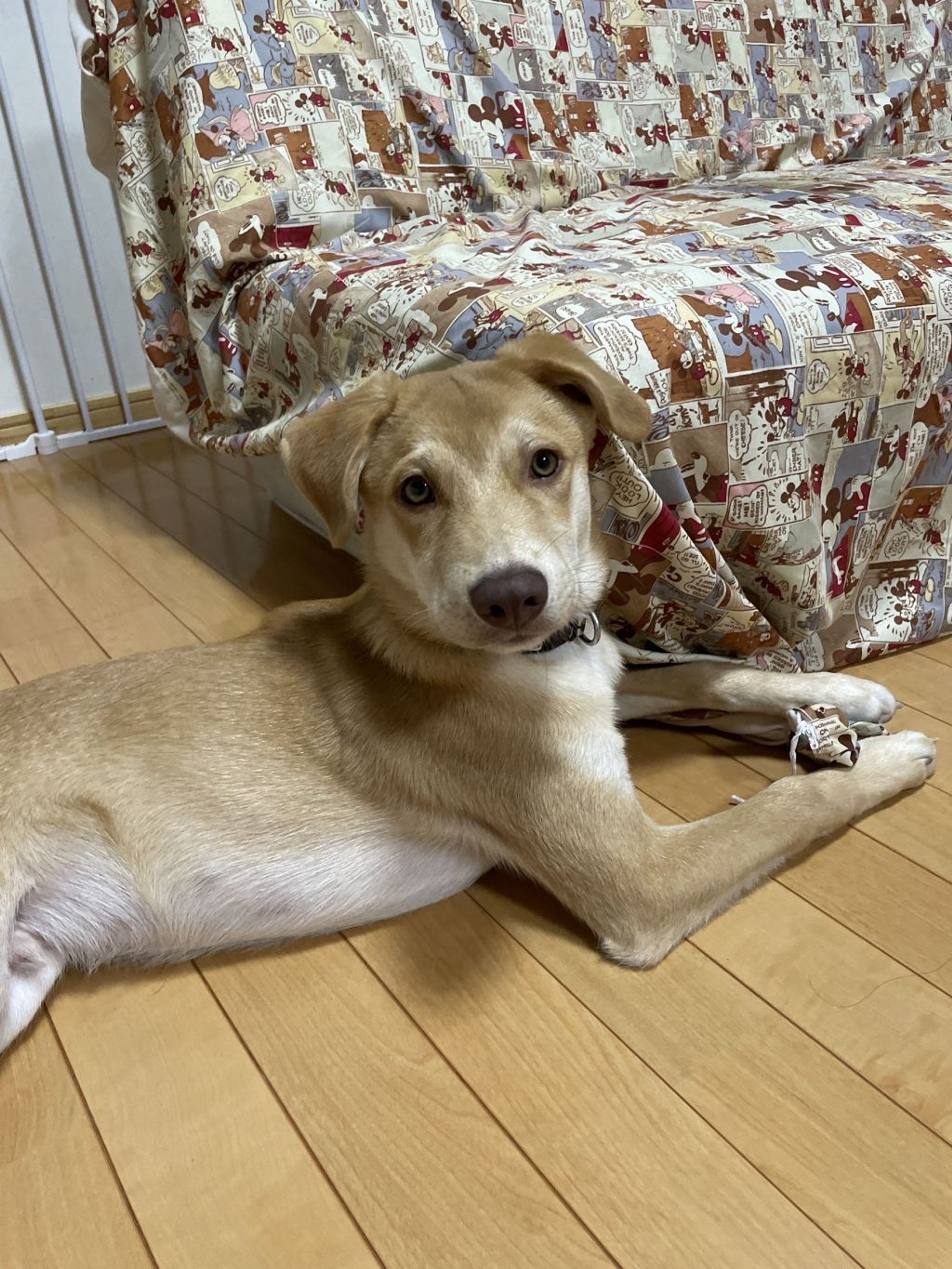 pet-image-6