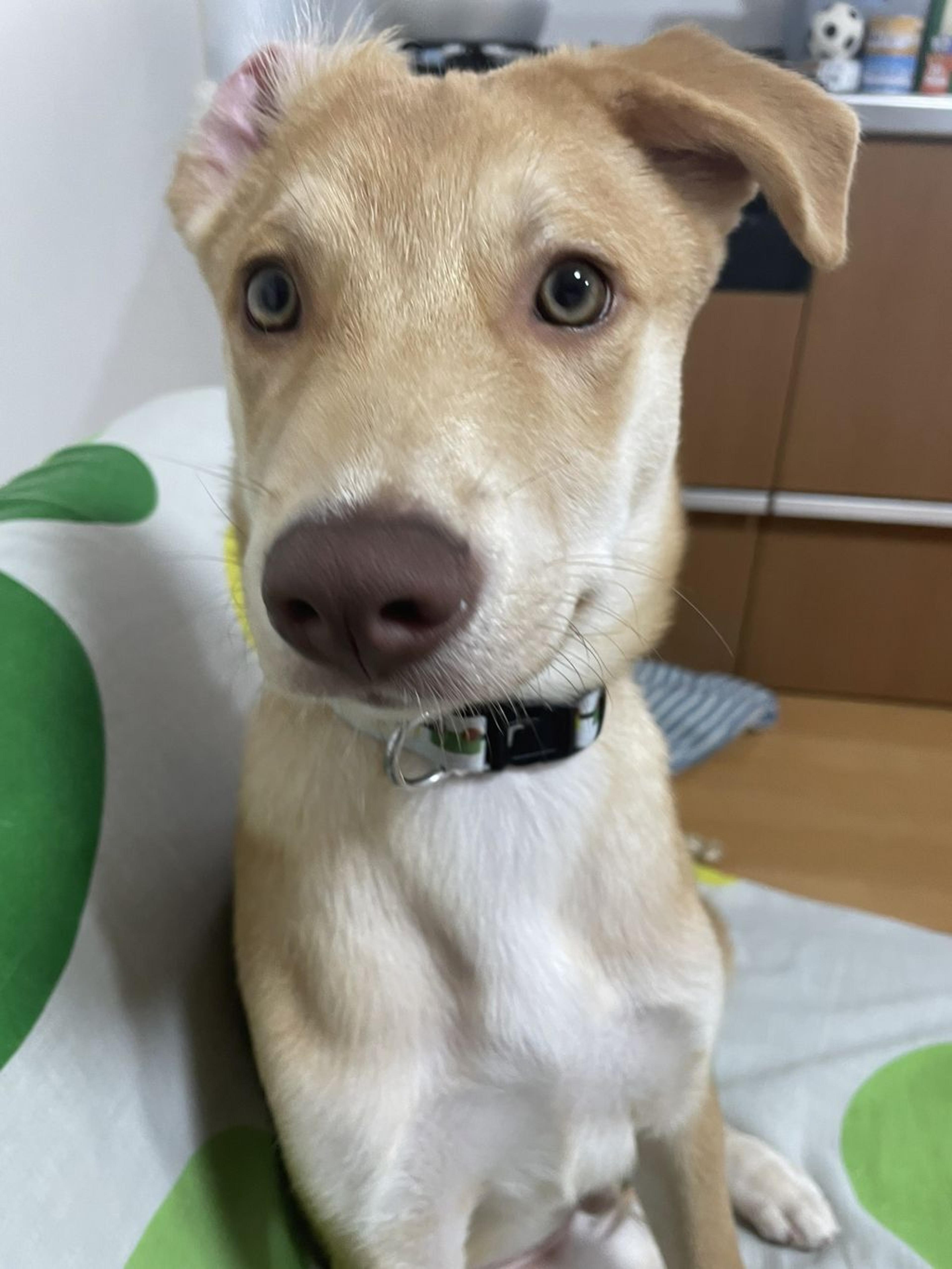 pet-image-7