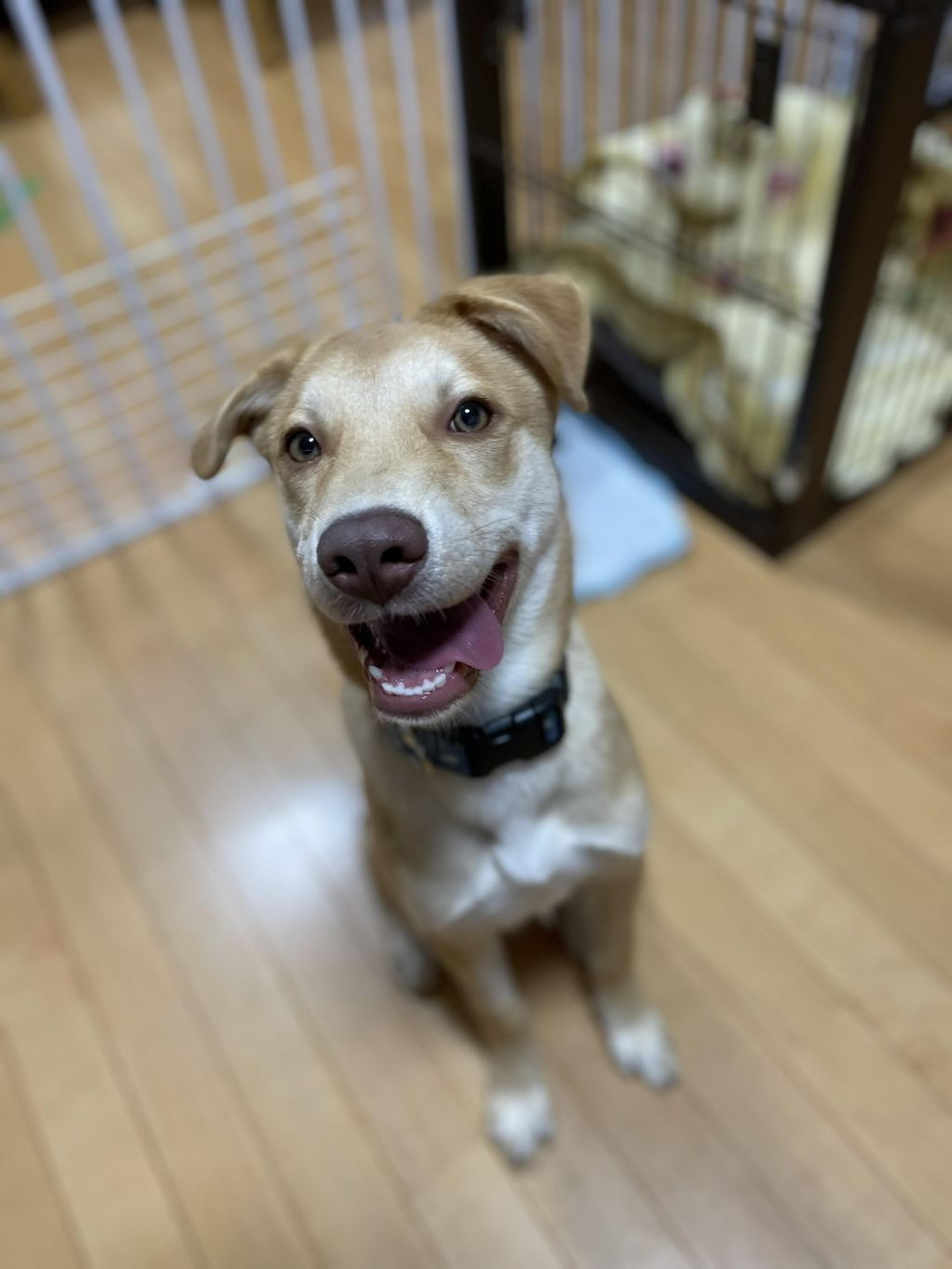 pet-image-8