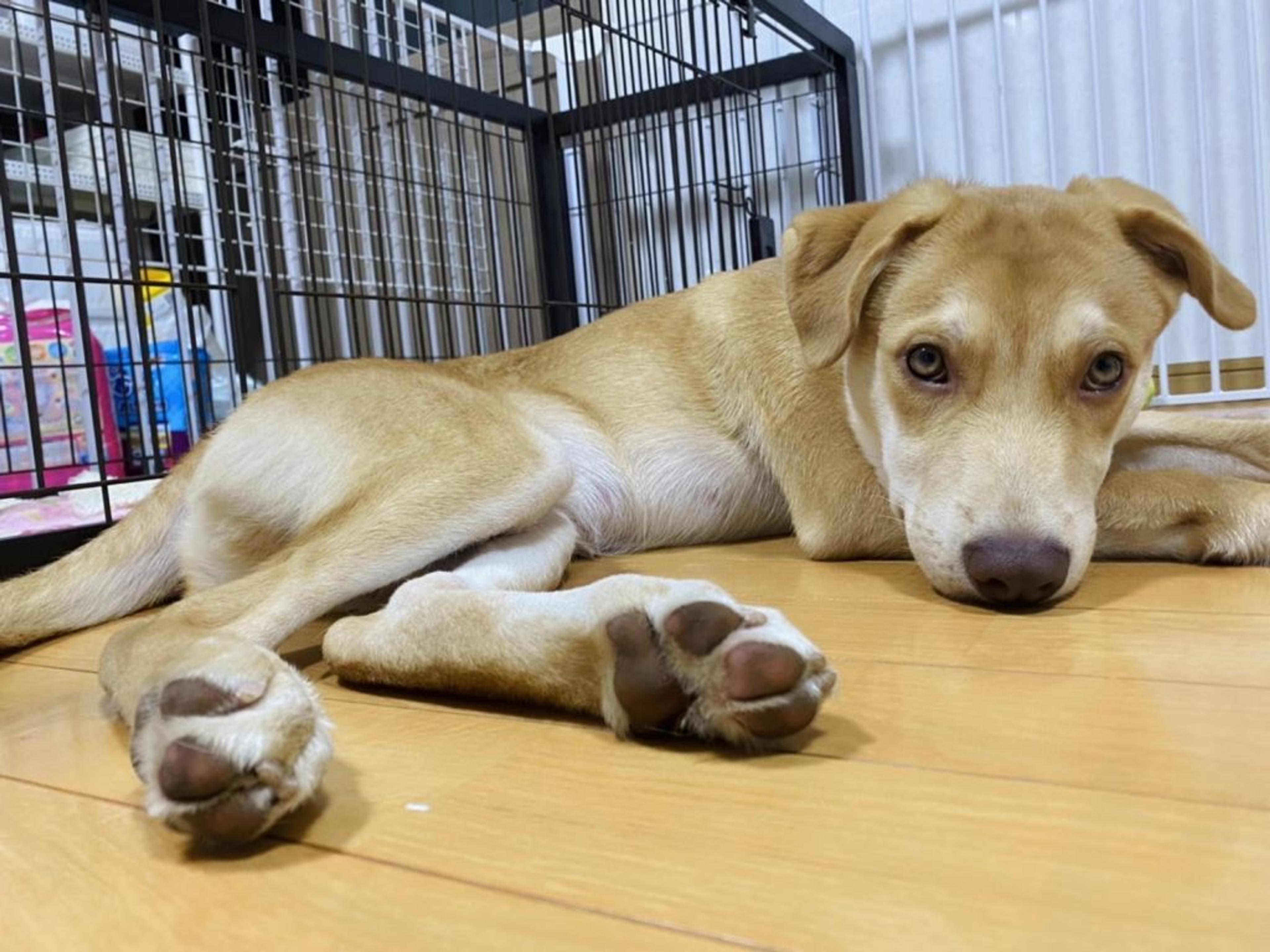 pet-image-9