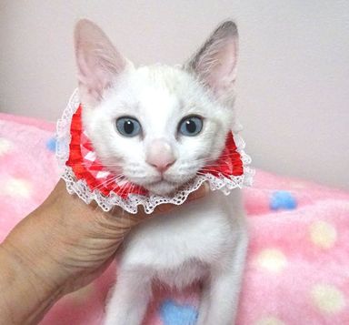 青音(あのん)ちゃんの写真