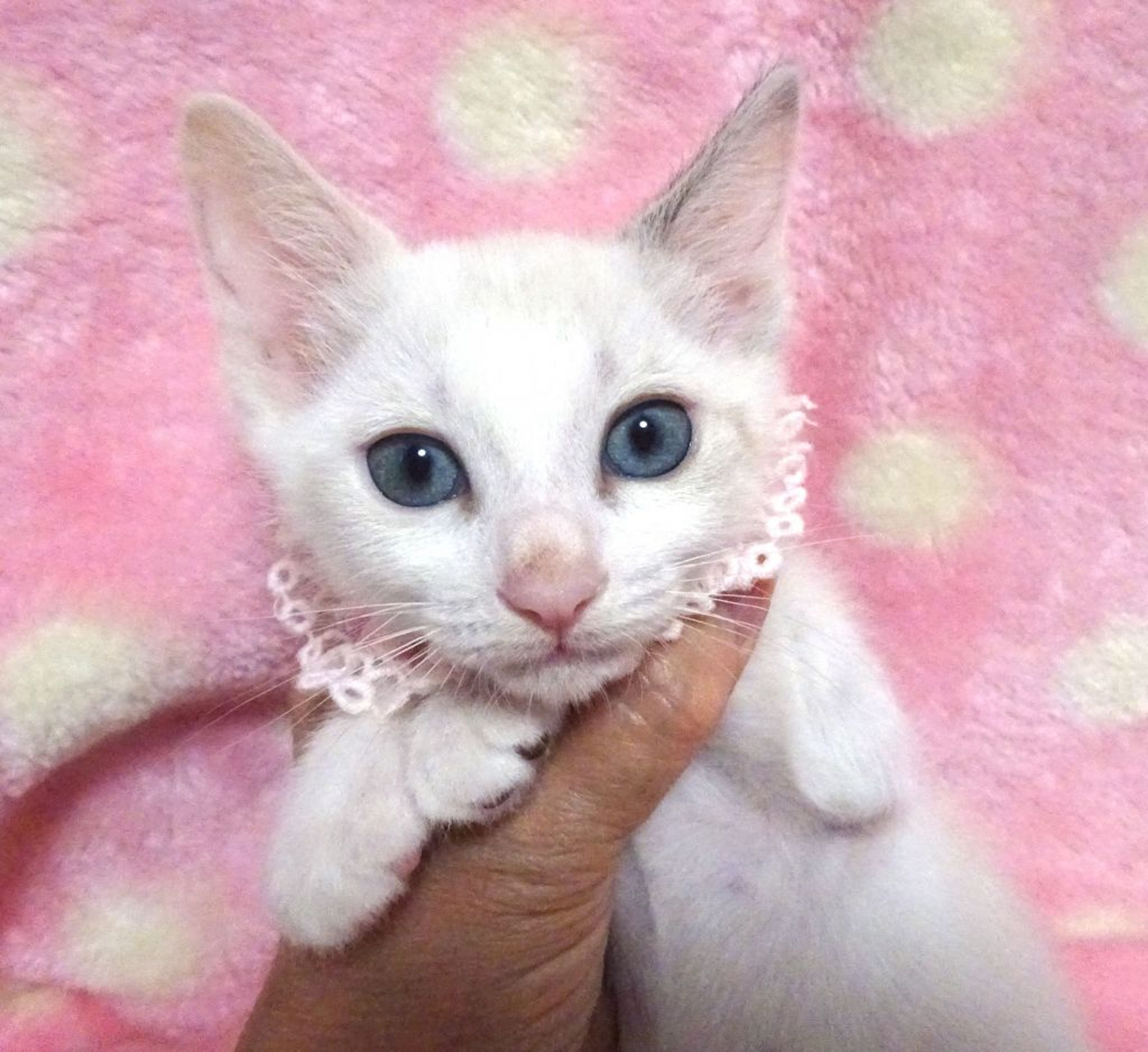 pet-image-3