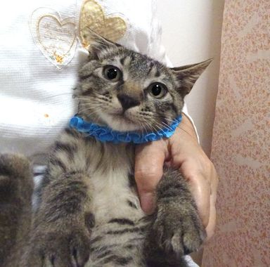 優(ゆう)くんの写真