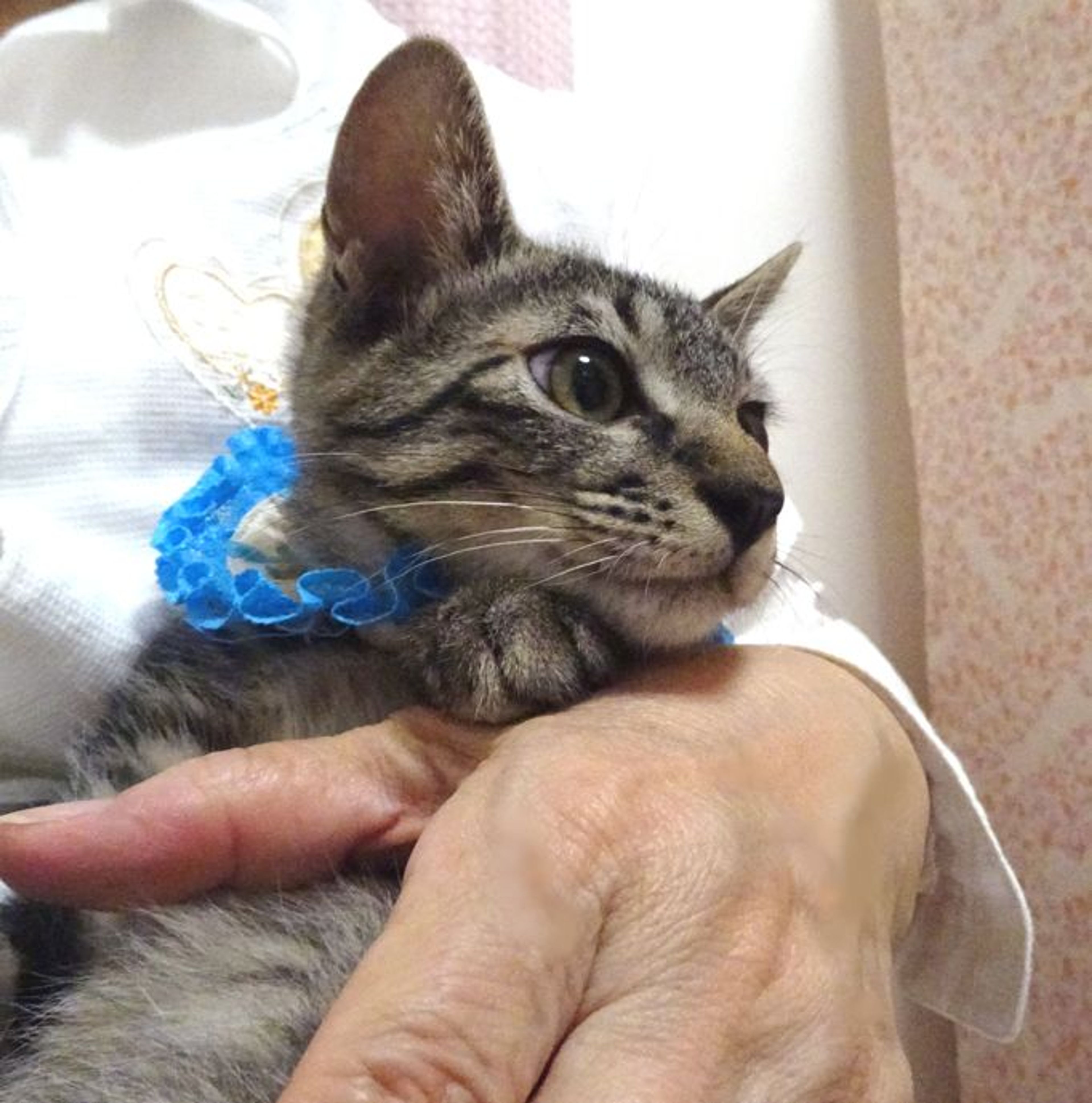 pet-image-3