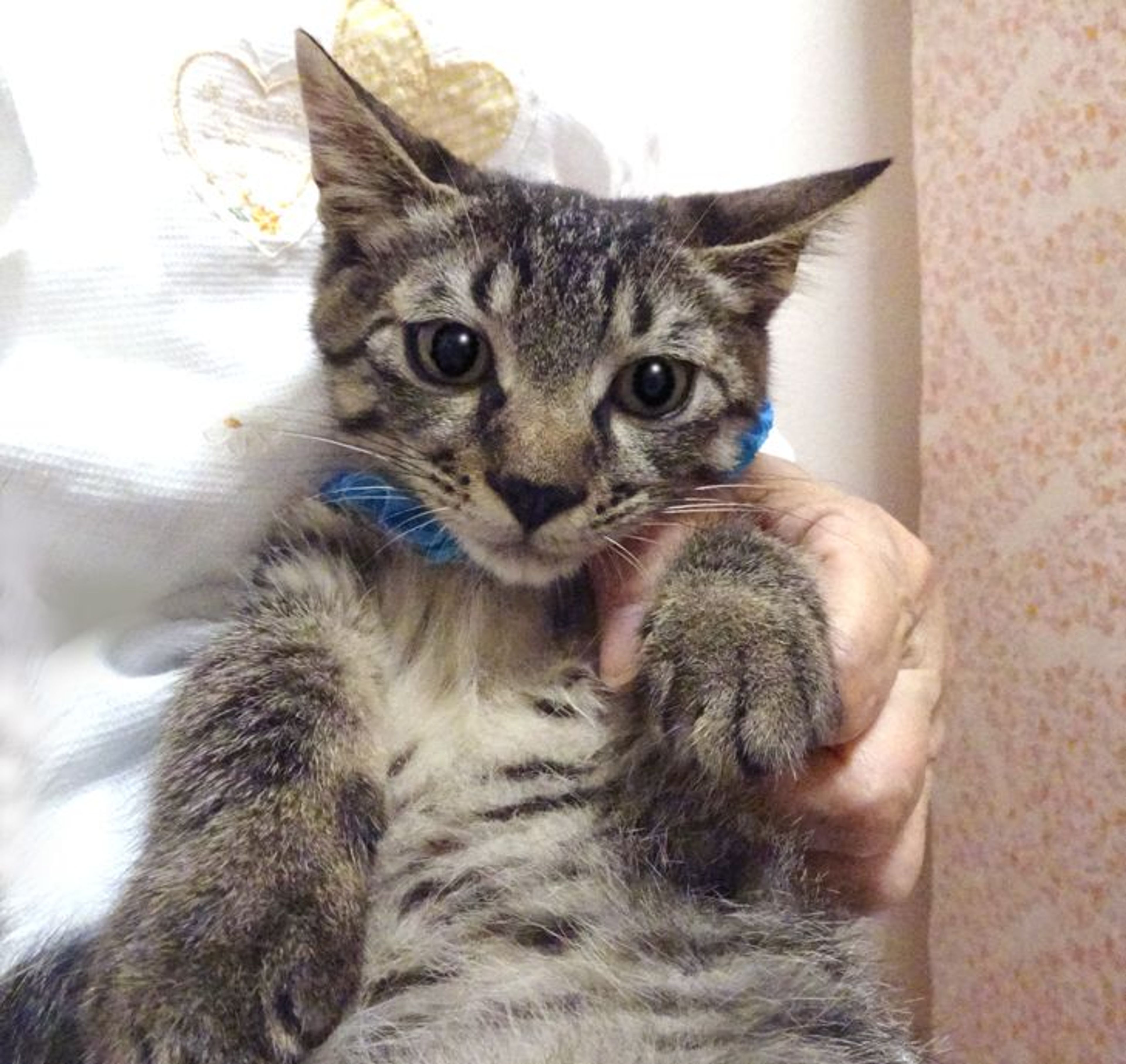 pet-image-4