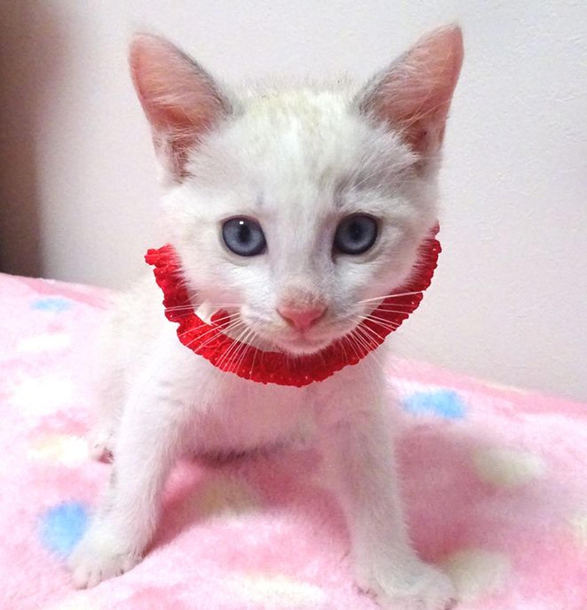 pet-image-2