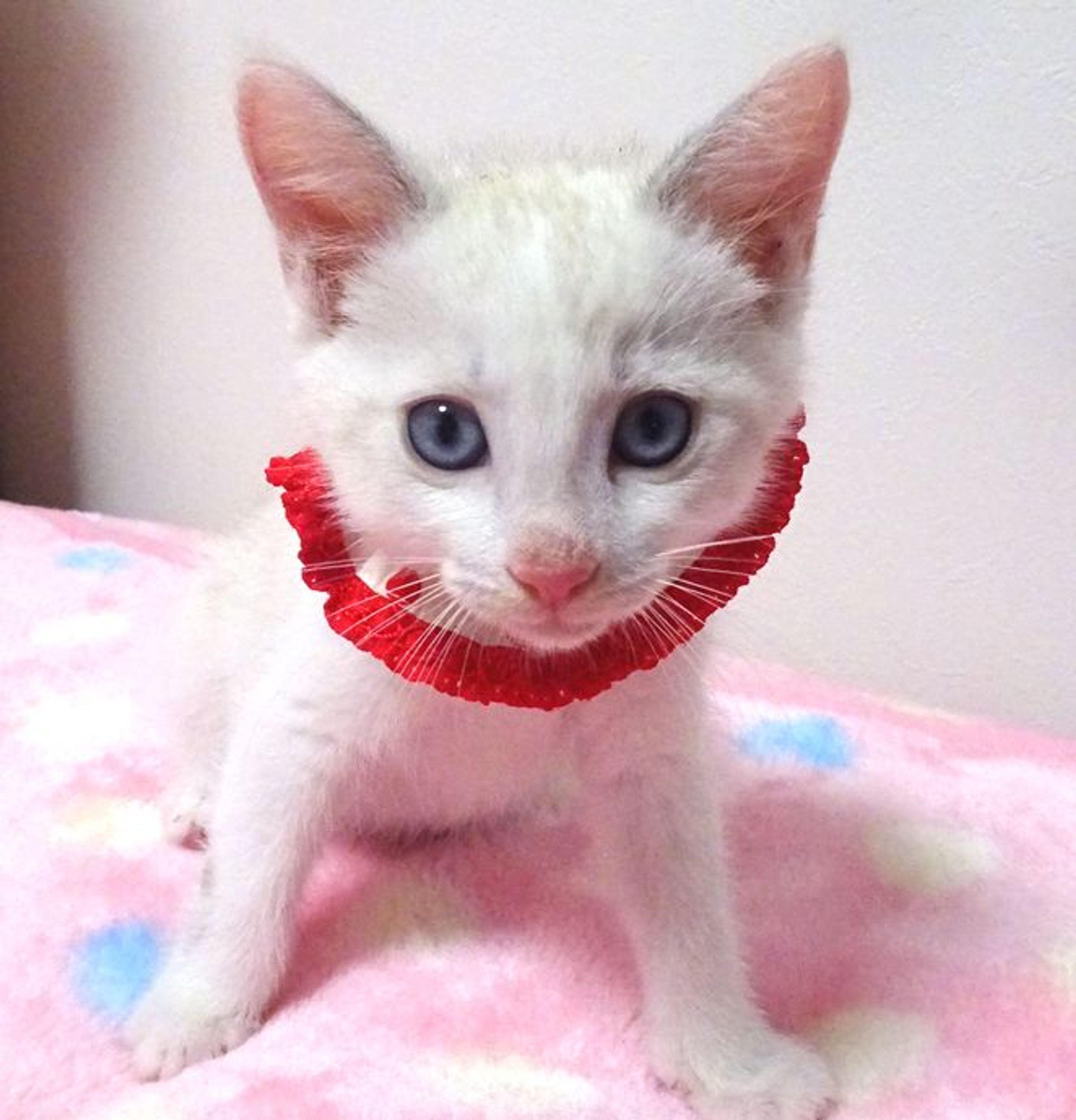 pet-image-2
