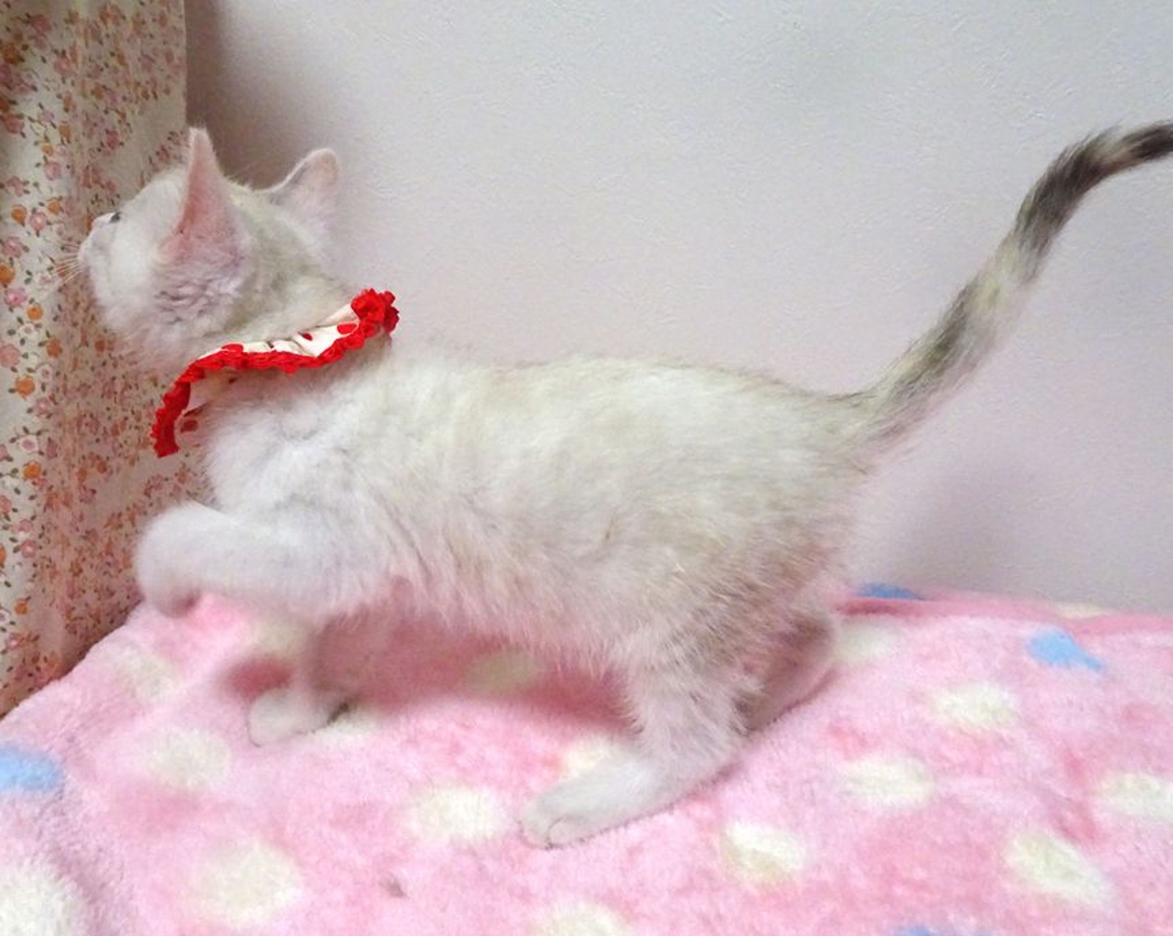 pet-image-3