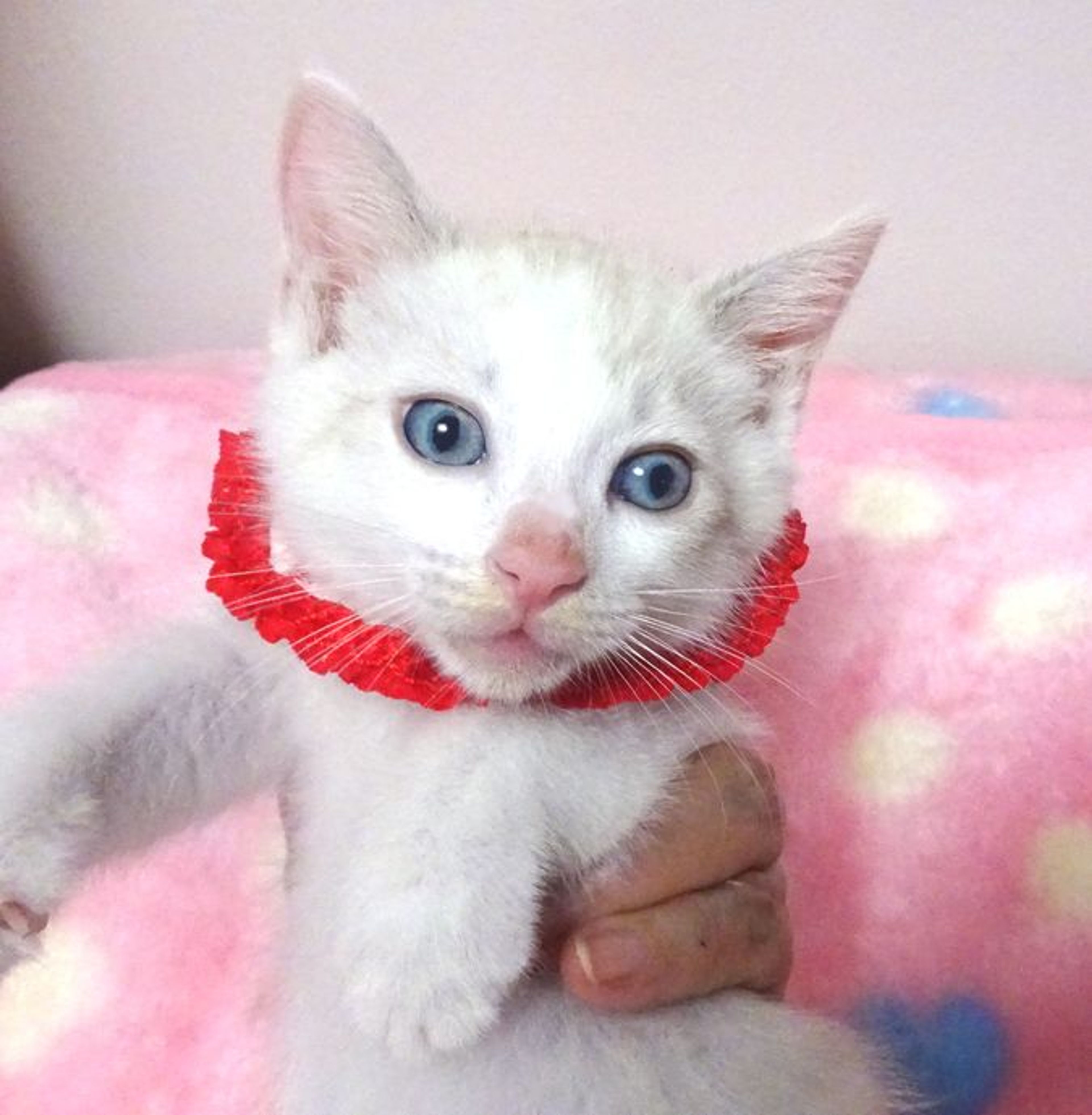 pet-image-4