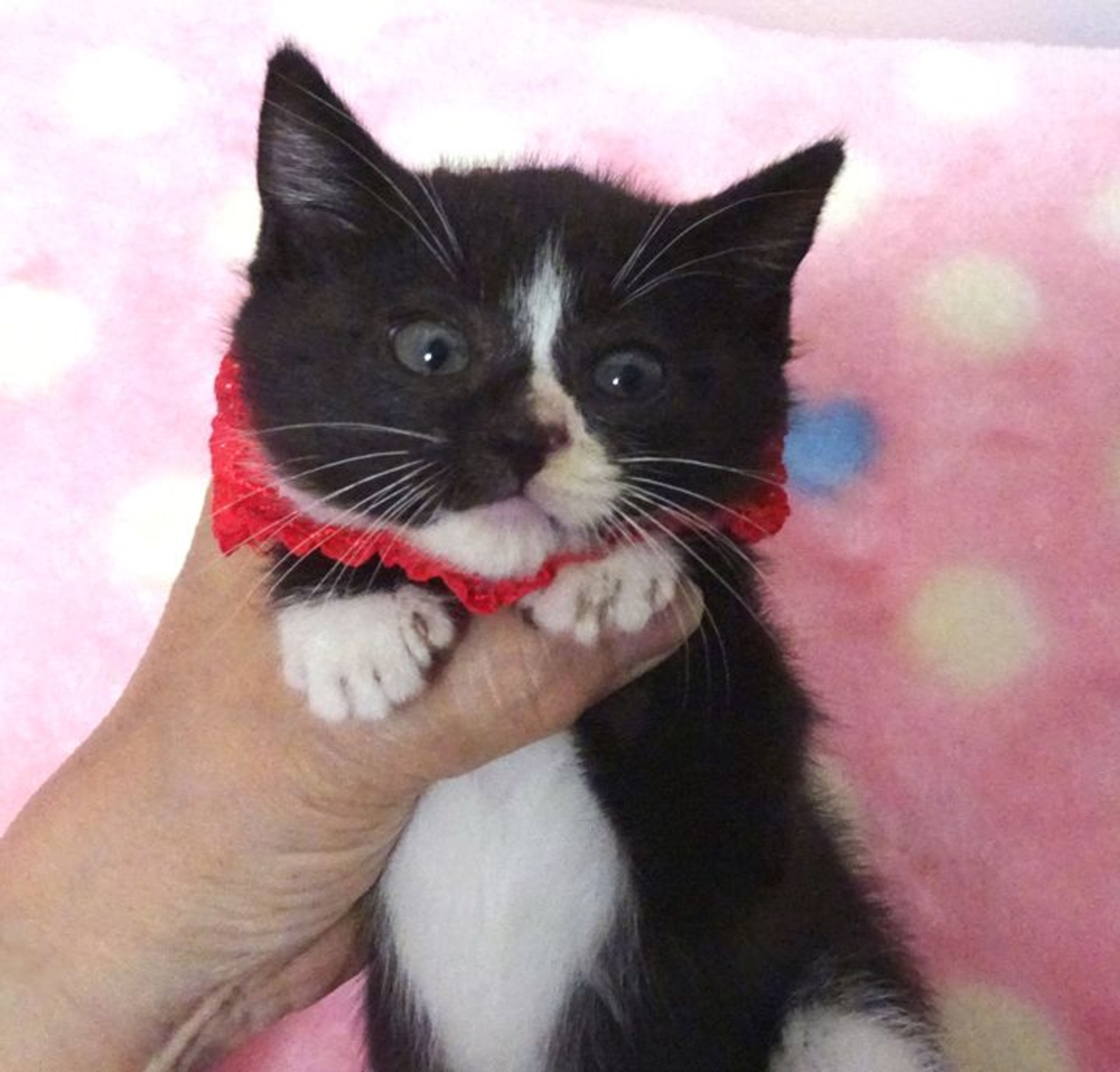 pet-image-2