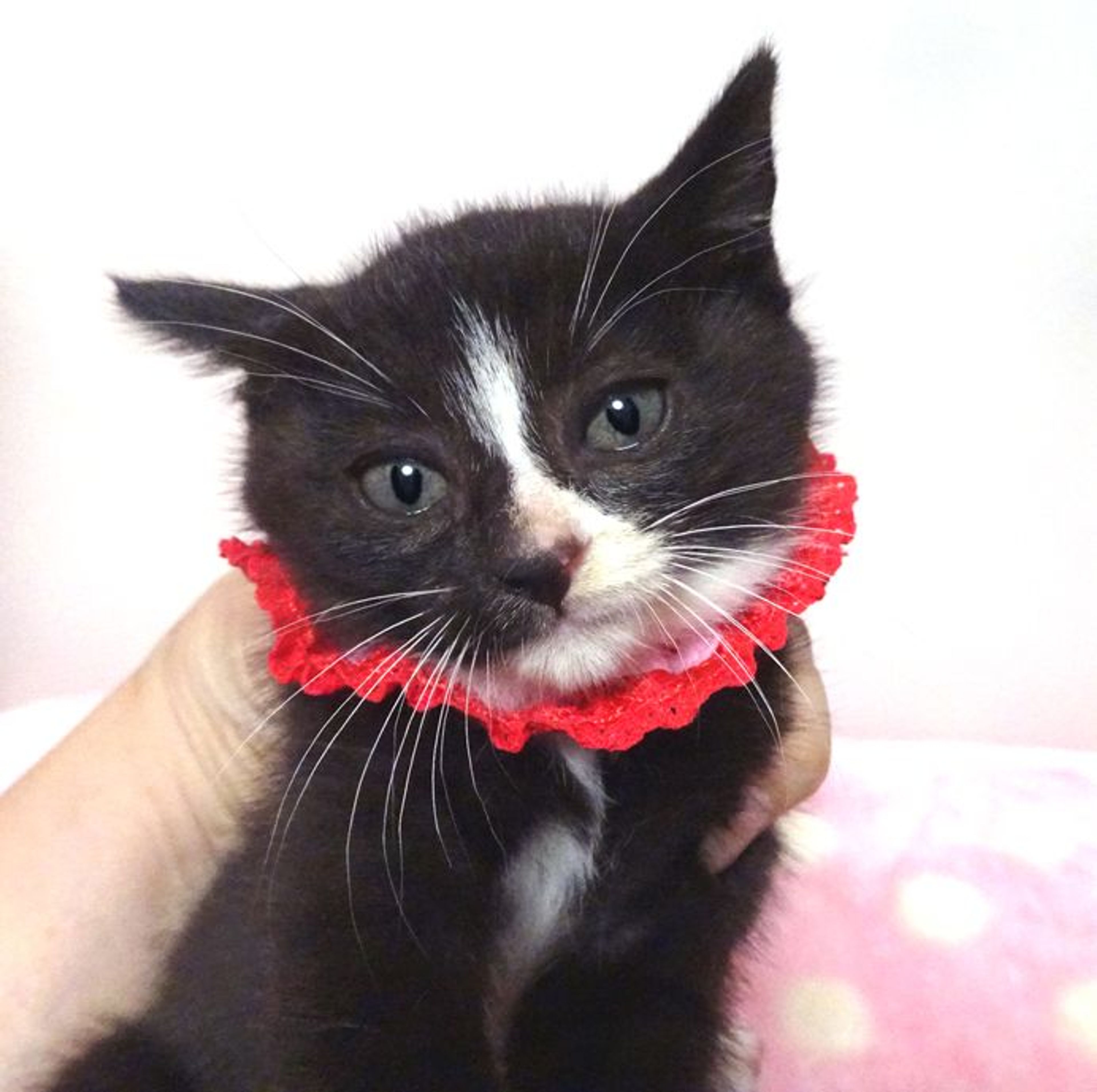 pet-image-3