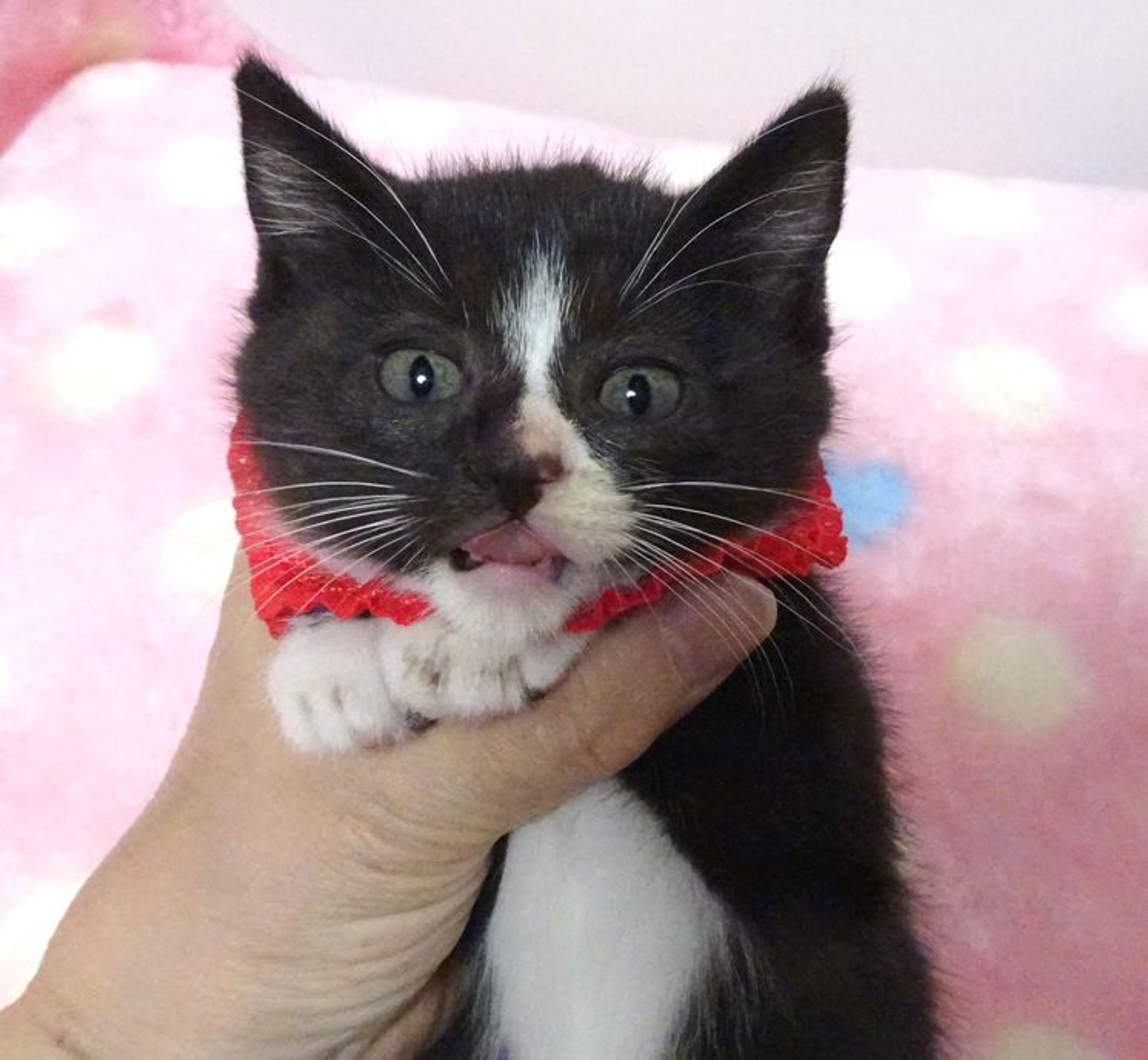 pet-image-4