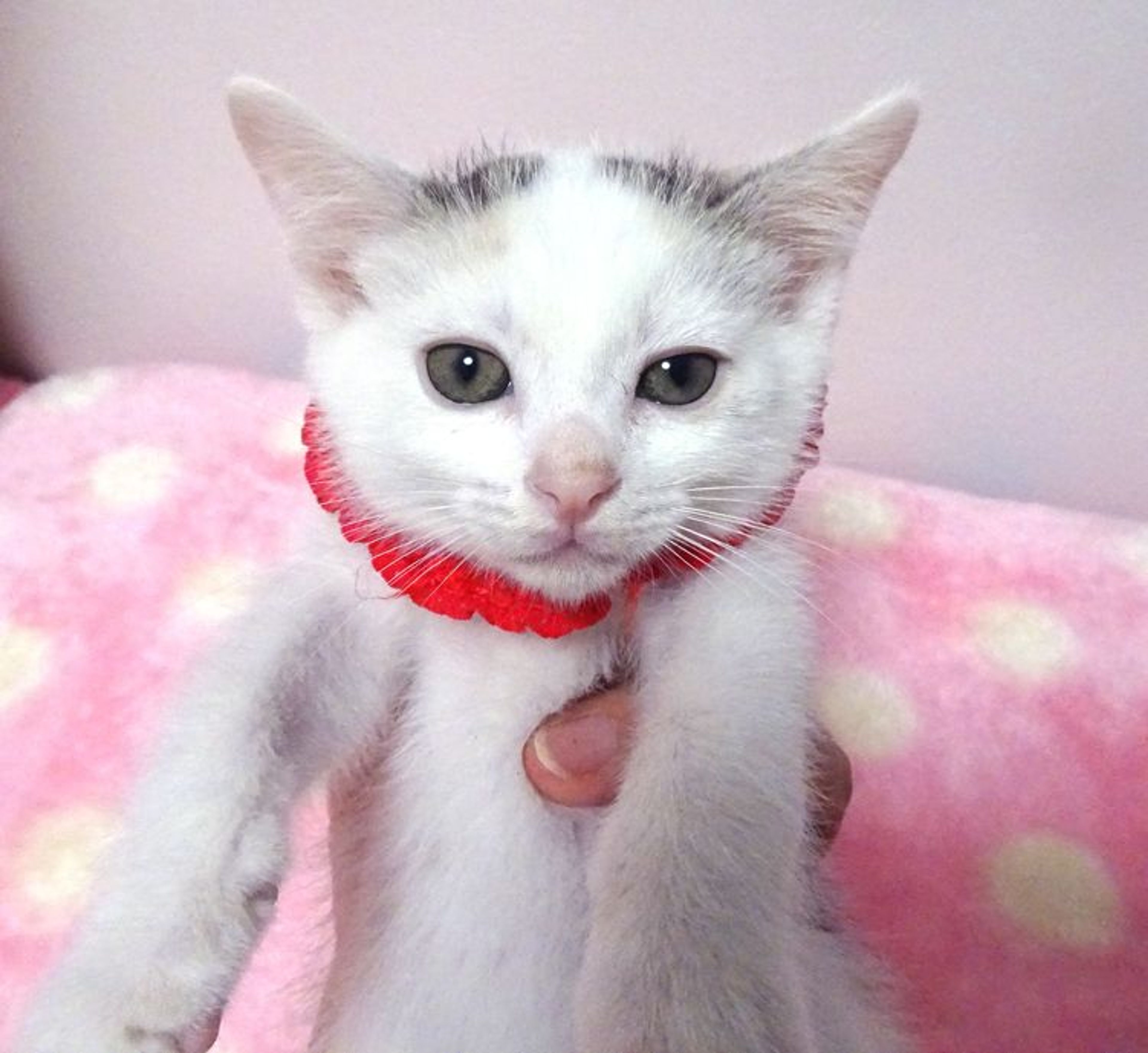 雑種（ミックス猫）・メスの里親募集の写真