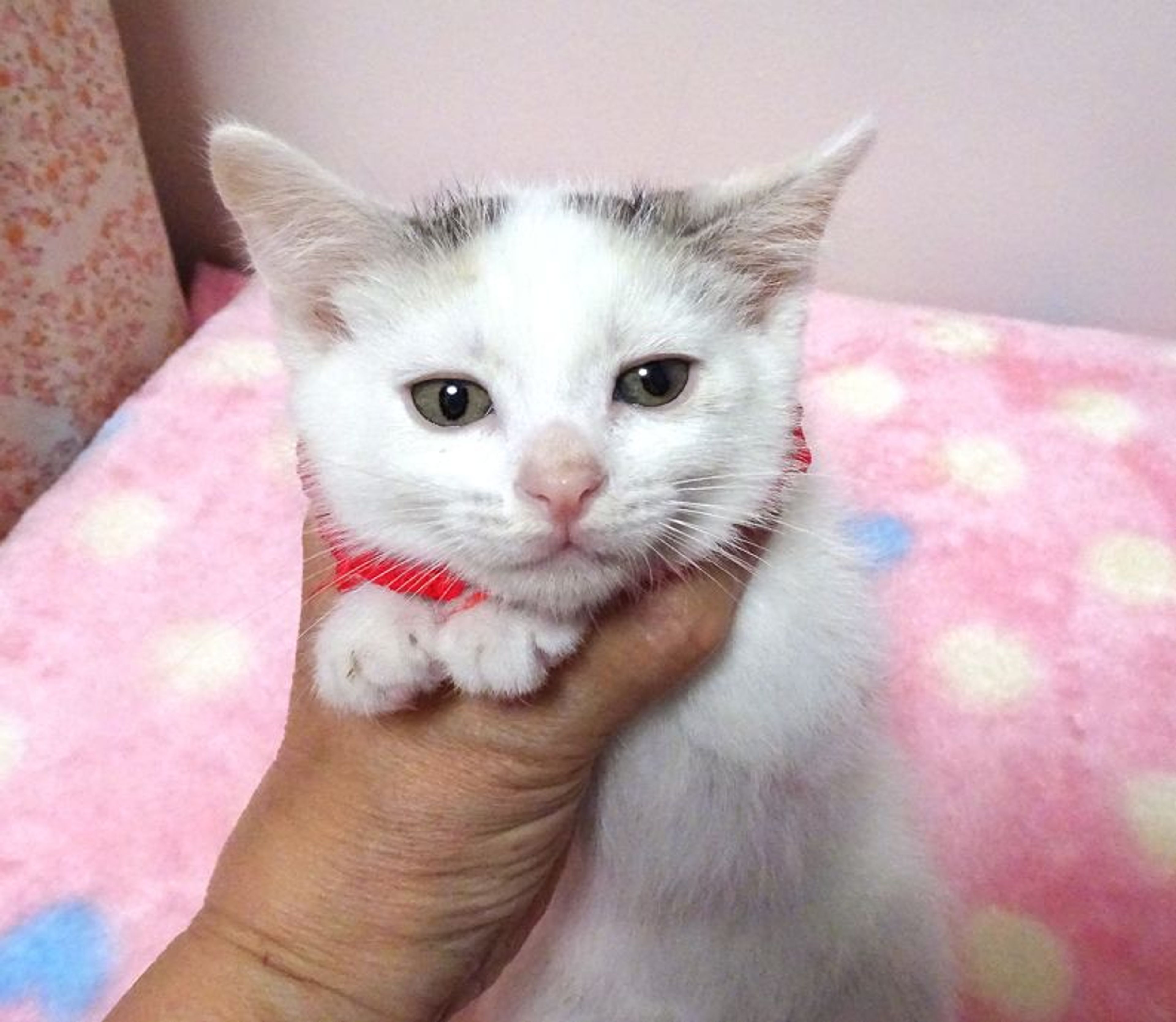 pet-image-2