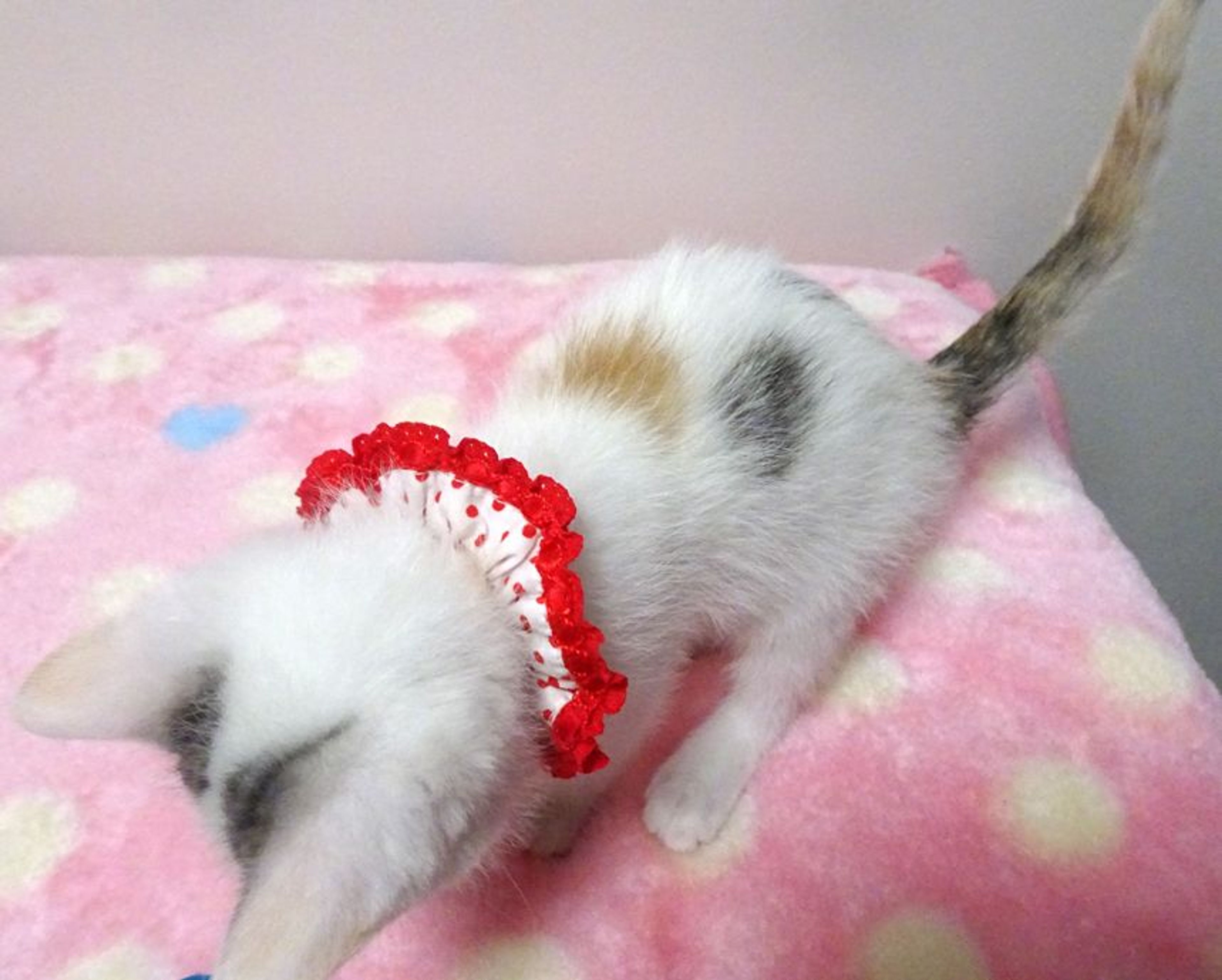 pet-image-3