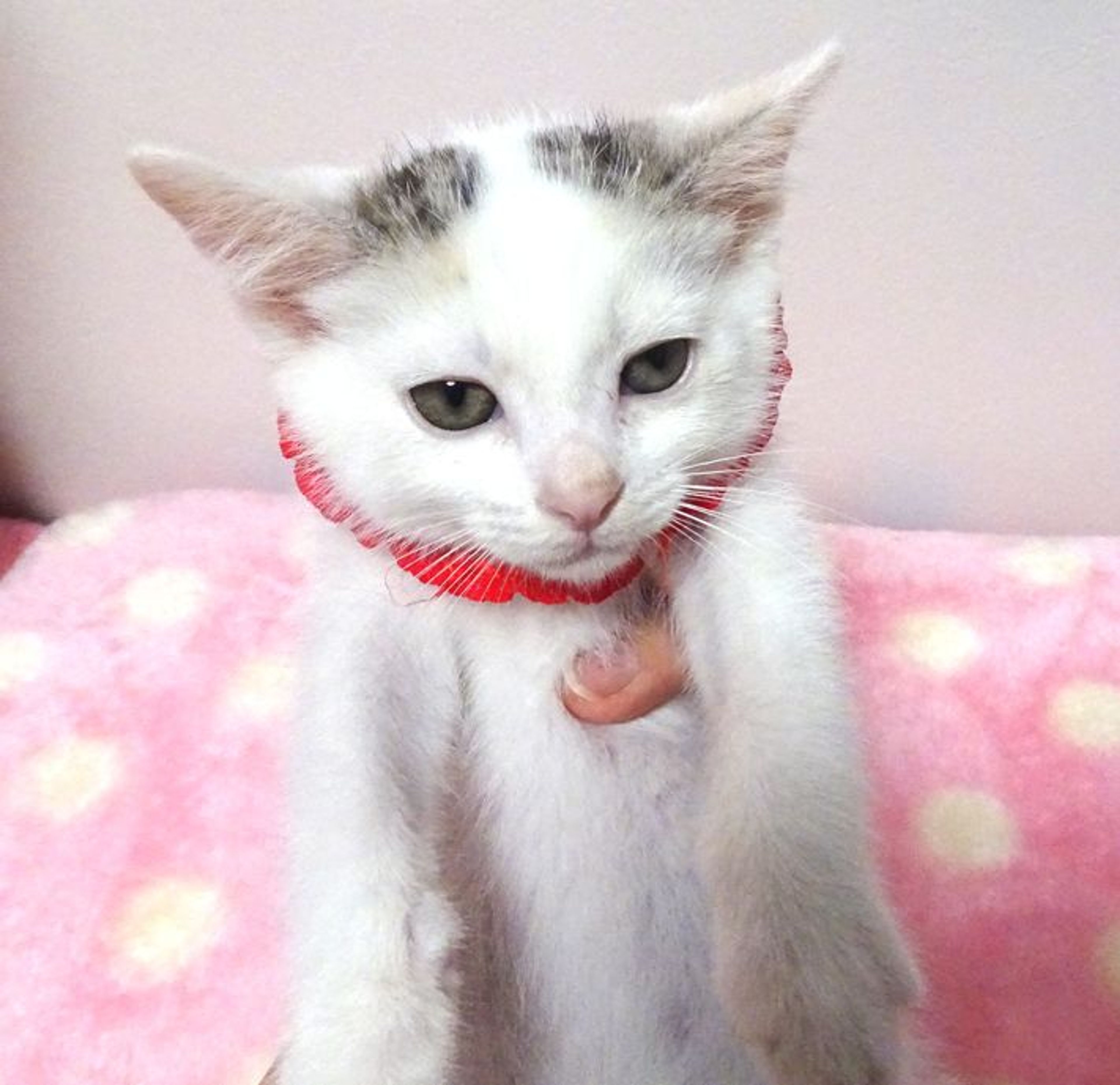 pet-image-4