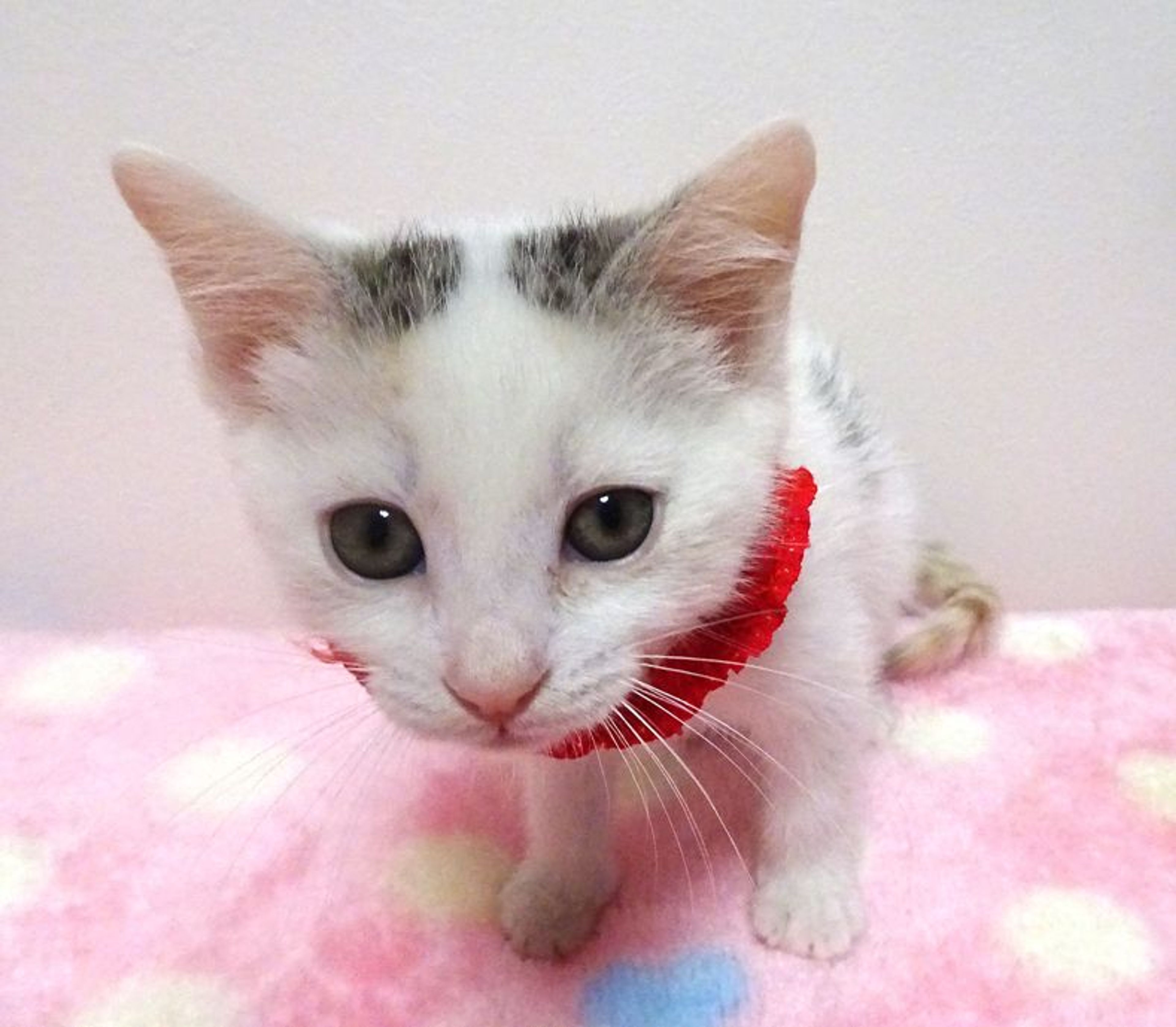 pet-image-5