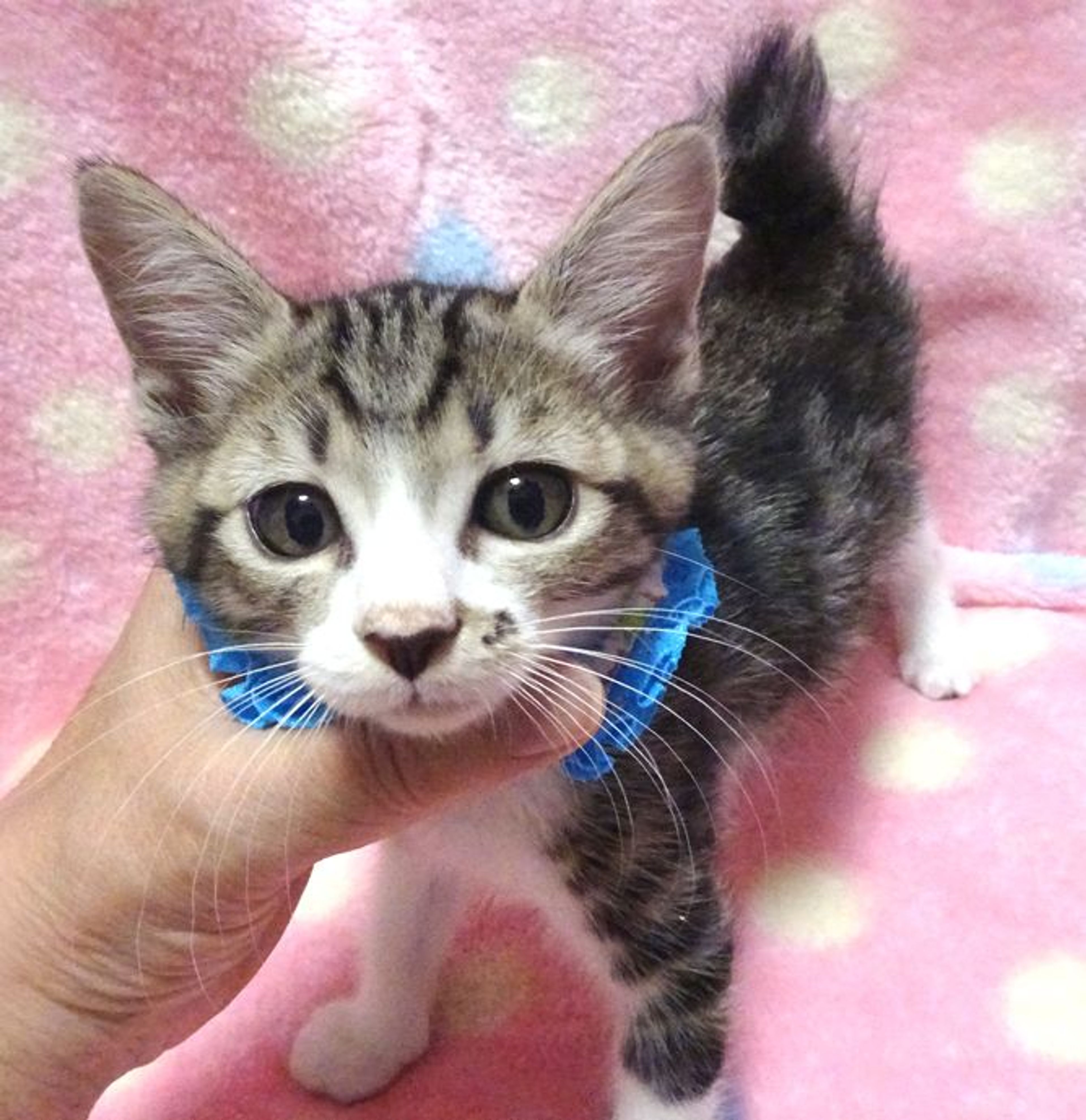 雑種（ミックス猫）・オスの里親募集の写真