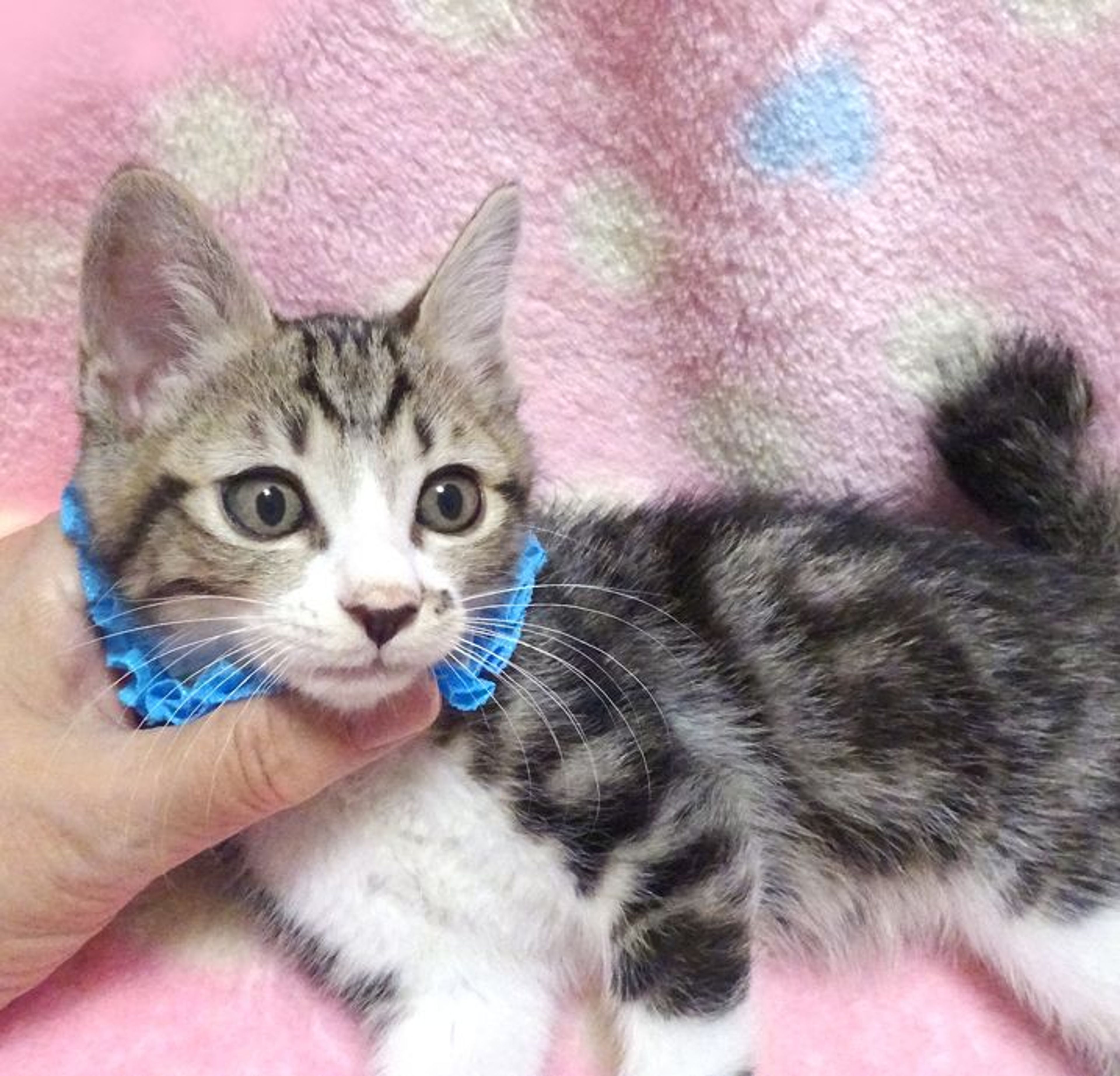 pet-image-2