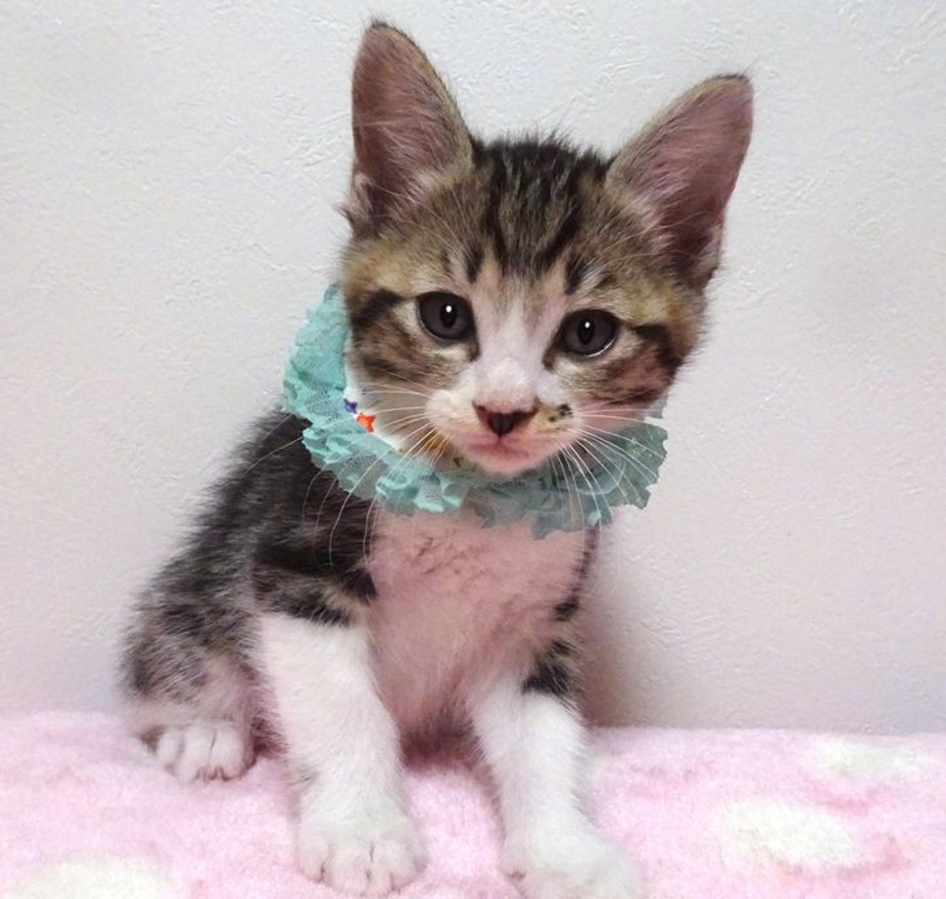 pet-image-4