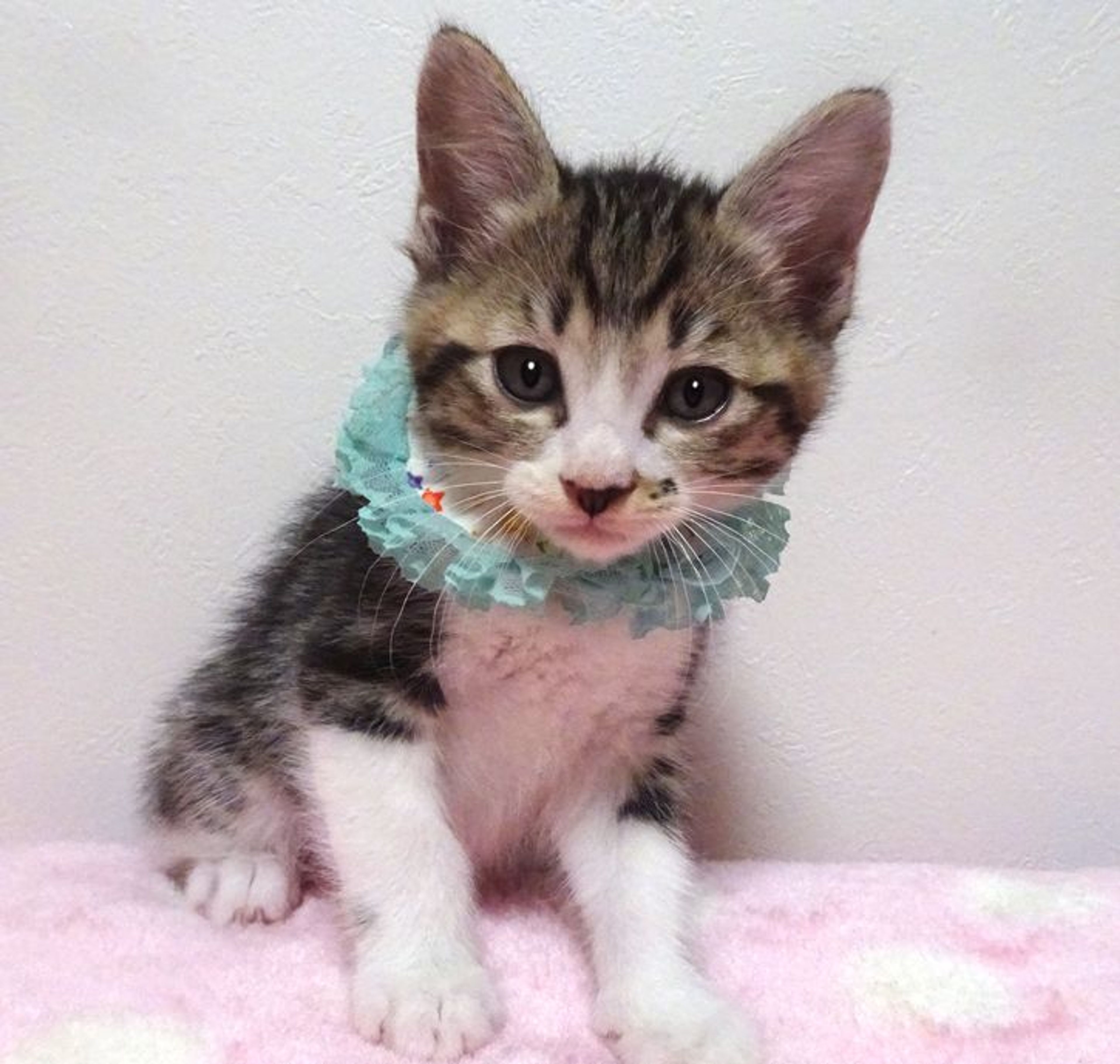 pet-image-4
