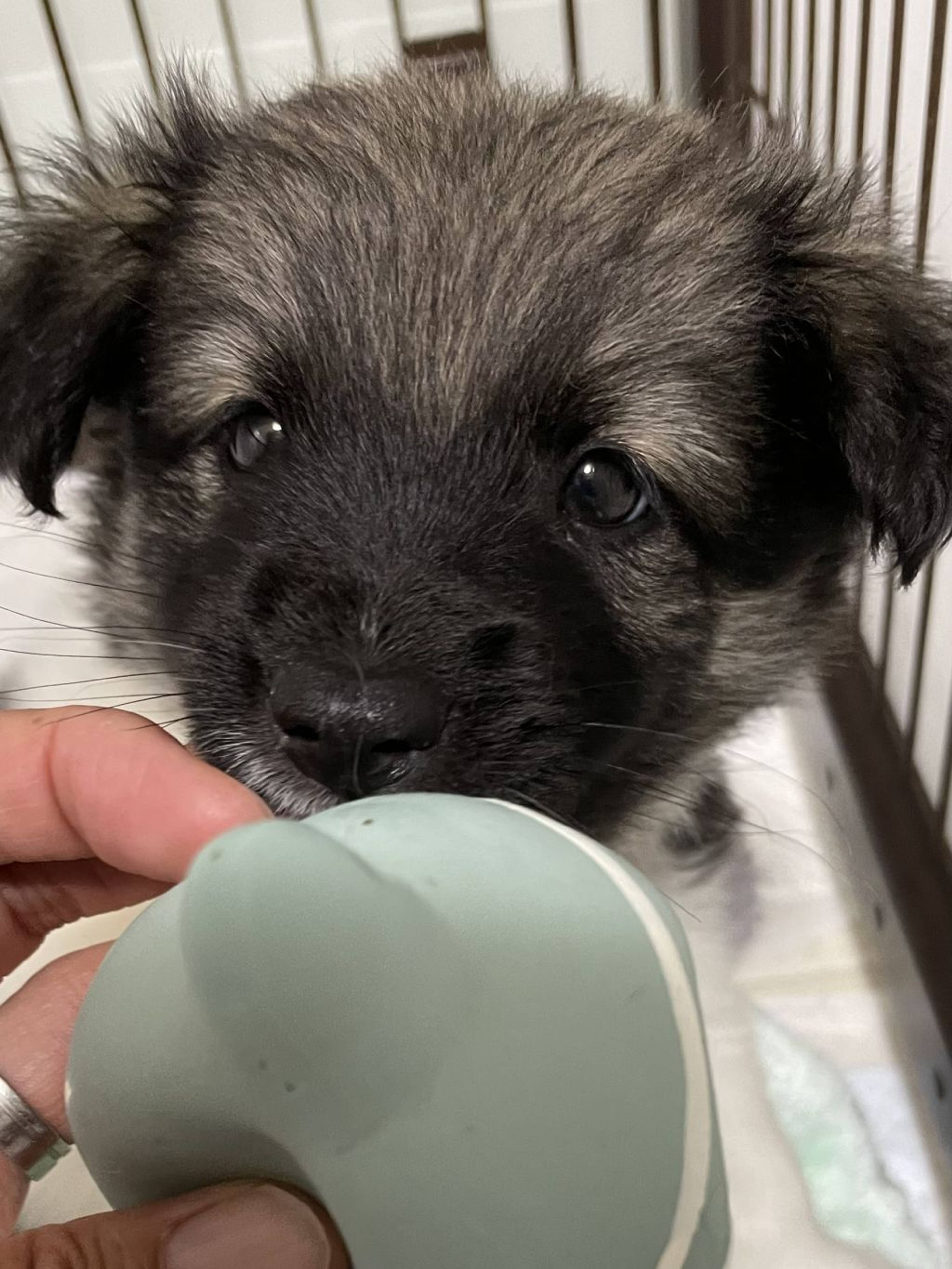 雑種（ミックス犬）・オスの里親募集の写真