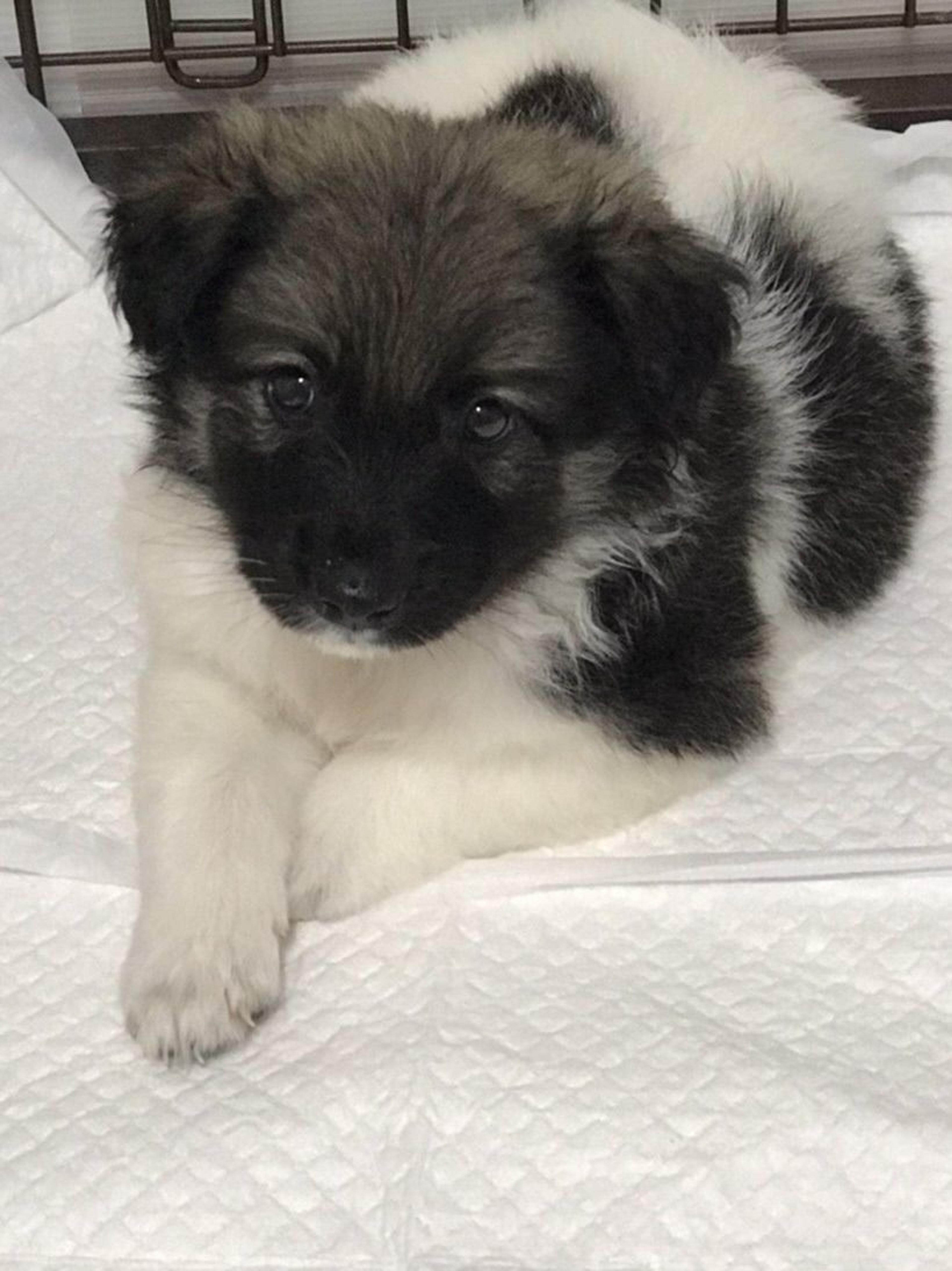 pet-image-3