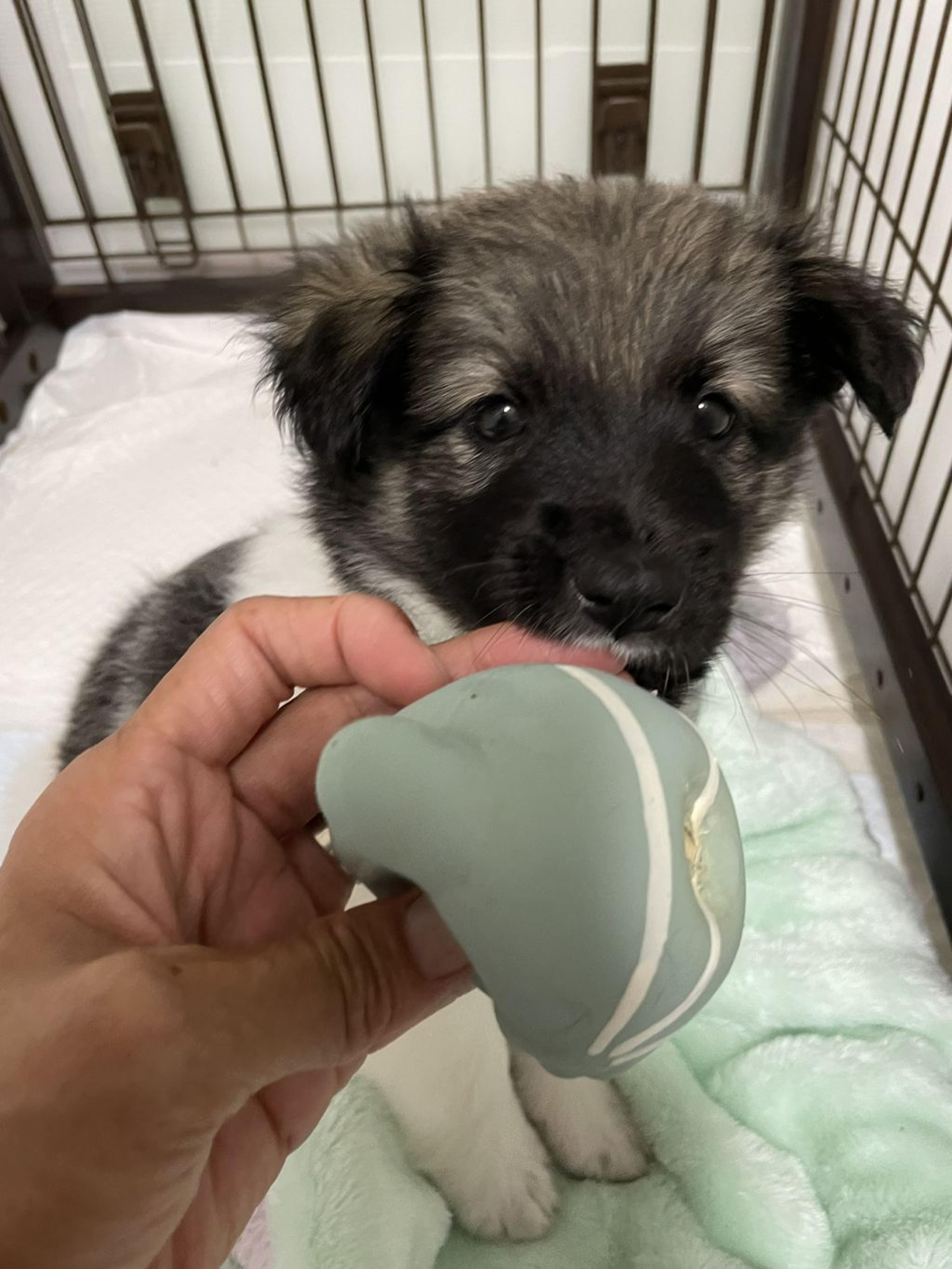 pet-image-6